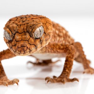 gecko-1373165_960_720.jpg