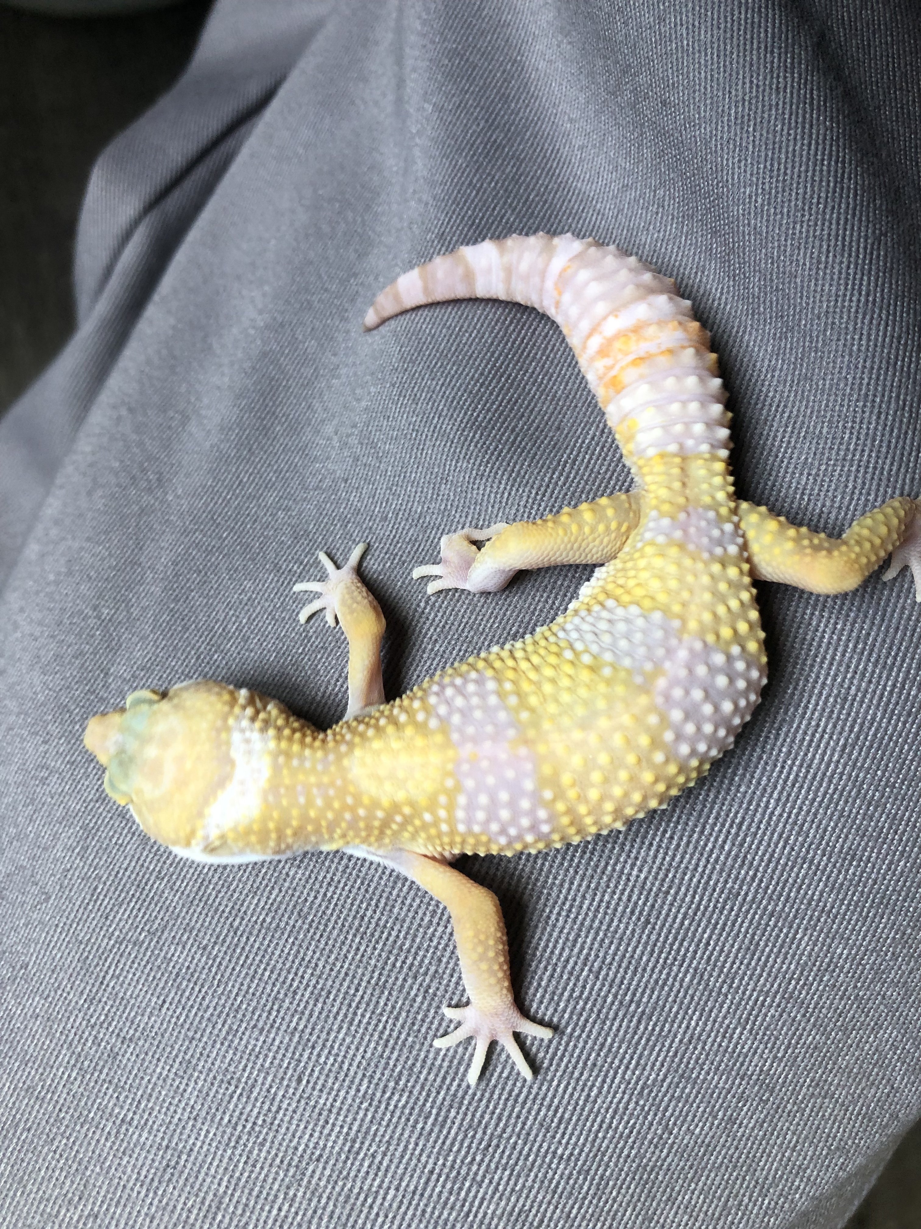 3 month old tremper