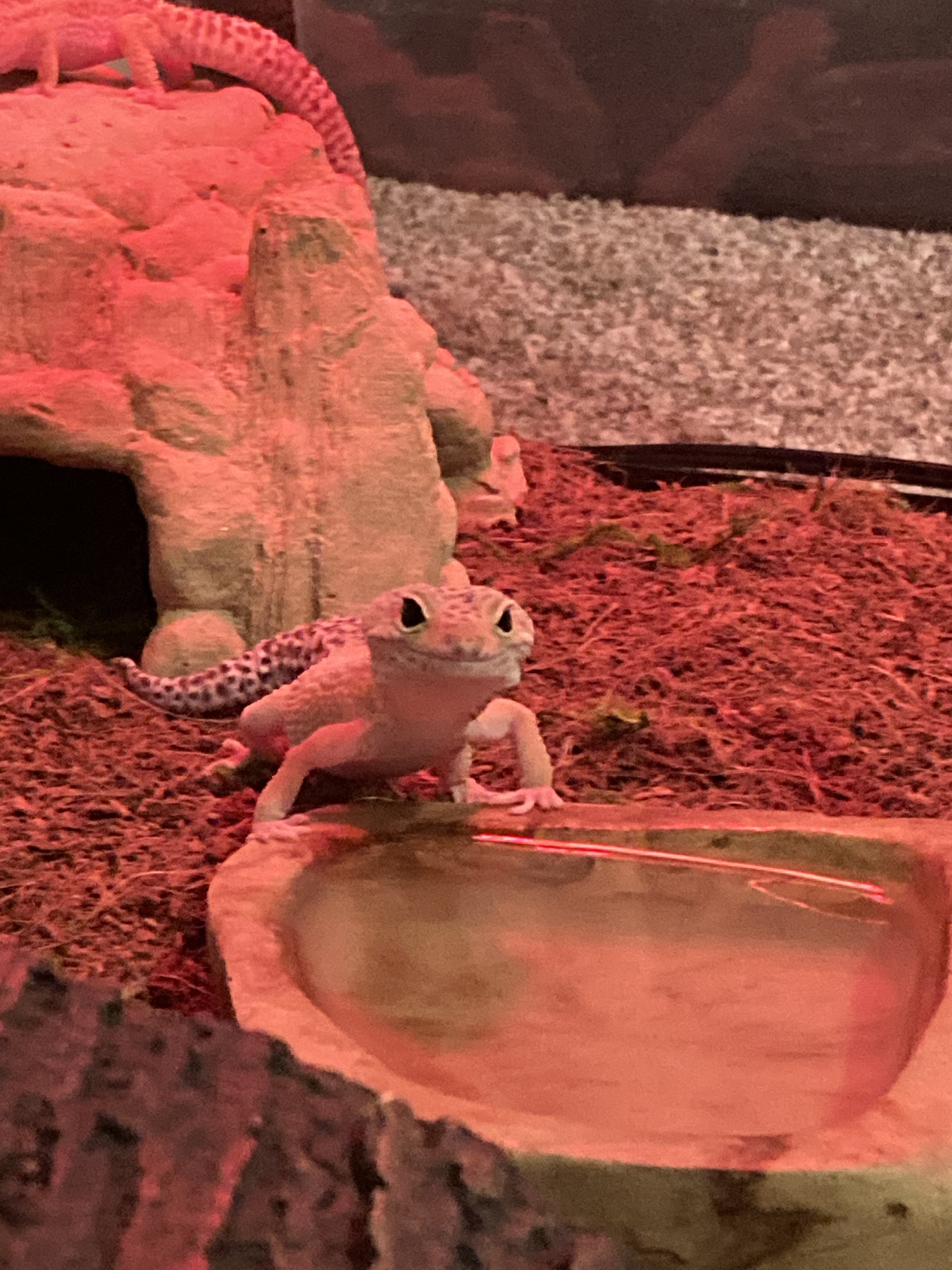 3BB8E3AB-12E3-494B-AC07-22F2D48F159C.jpeg