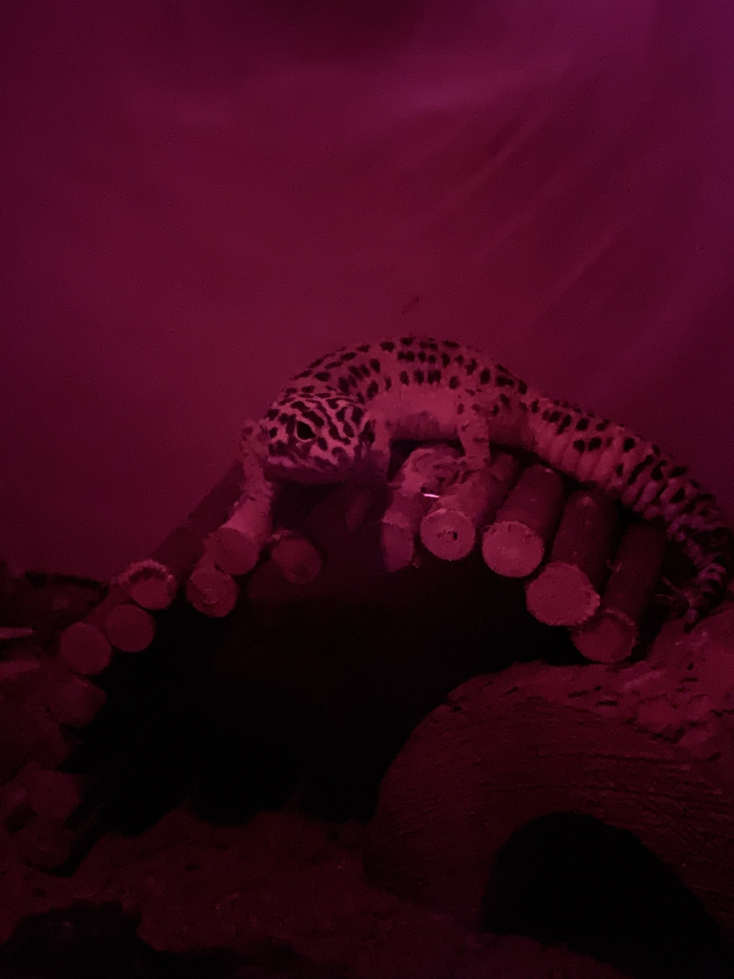 7484FE70-B610-4FF4-AFD2-5AE1D6454667.jpeg