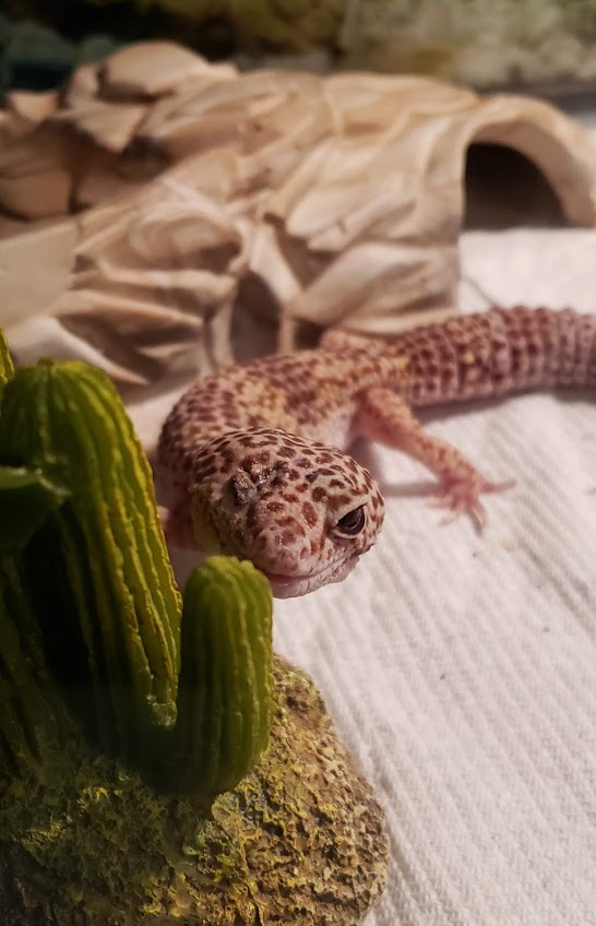 A Pirate's Life For Me