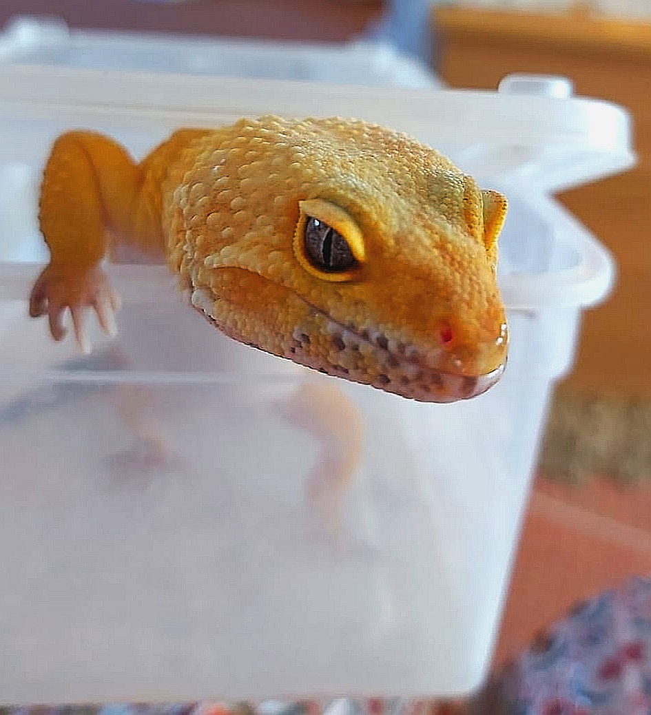 Carrot 4th September 2020.jpg