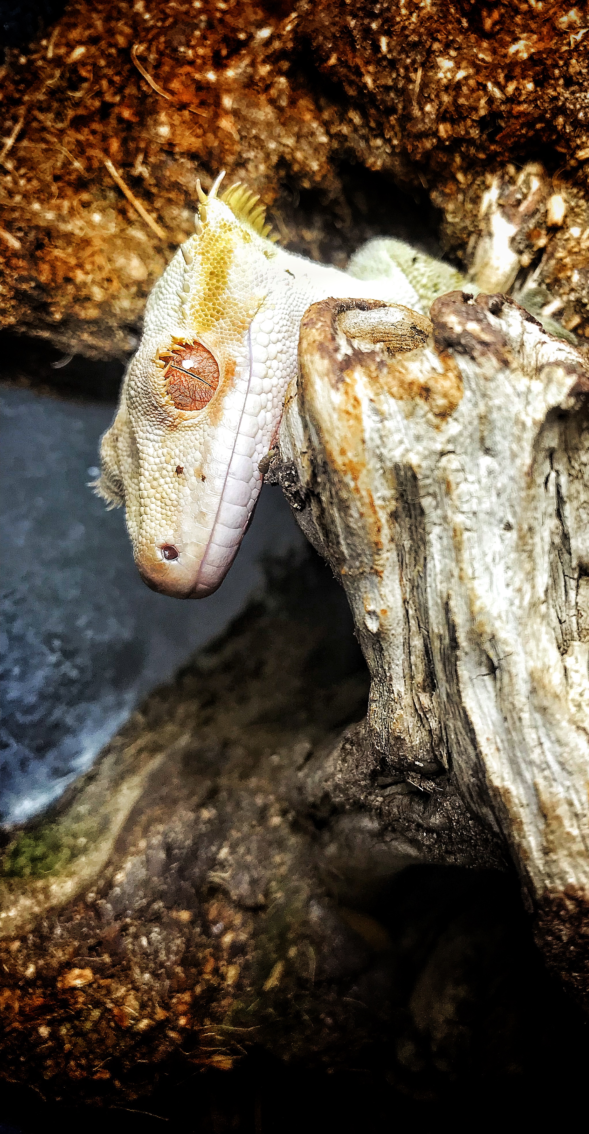 Chester the Bold