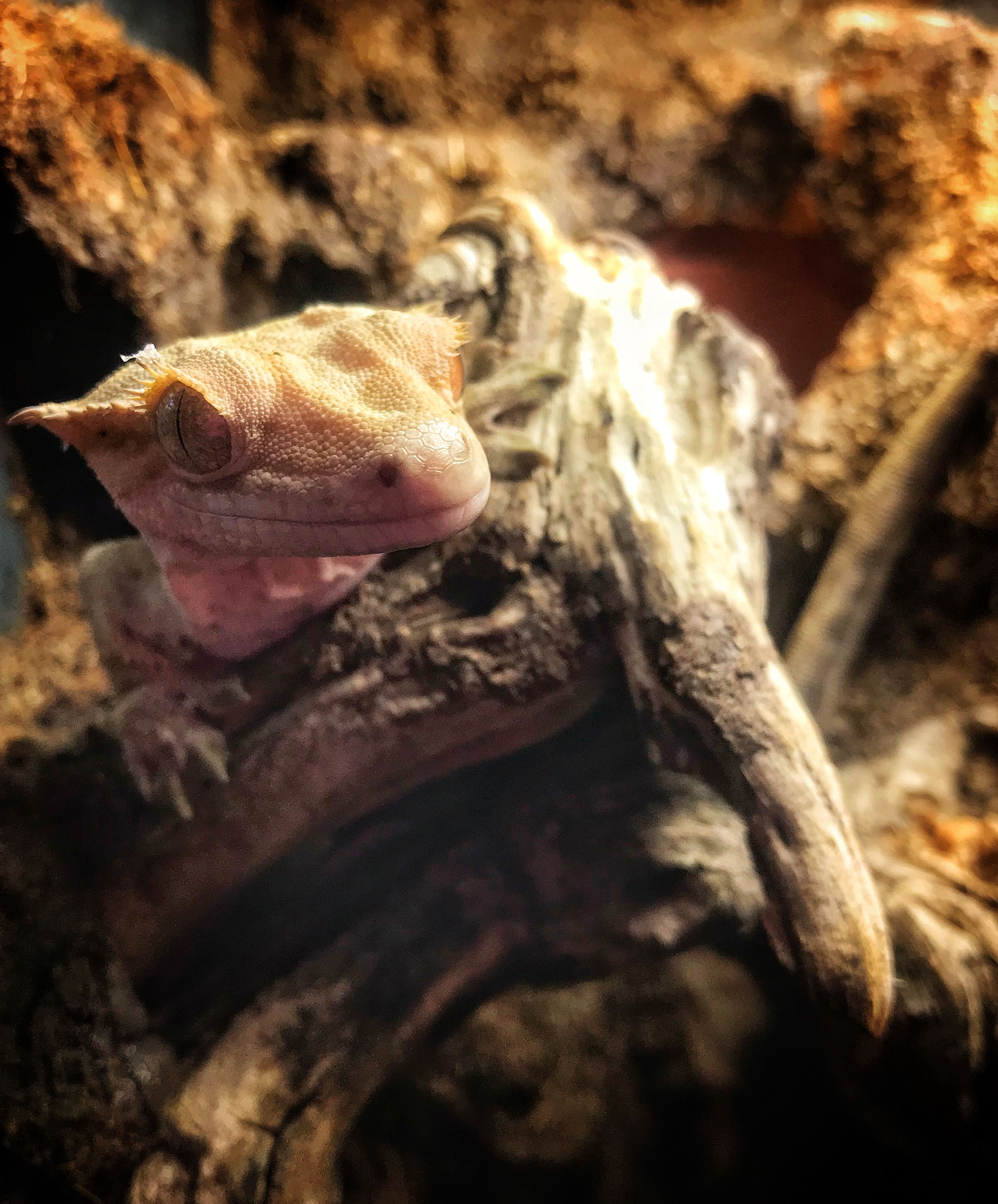 Chester the Brave