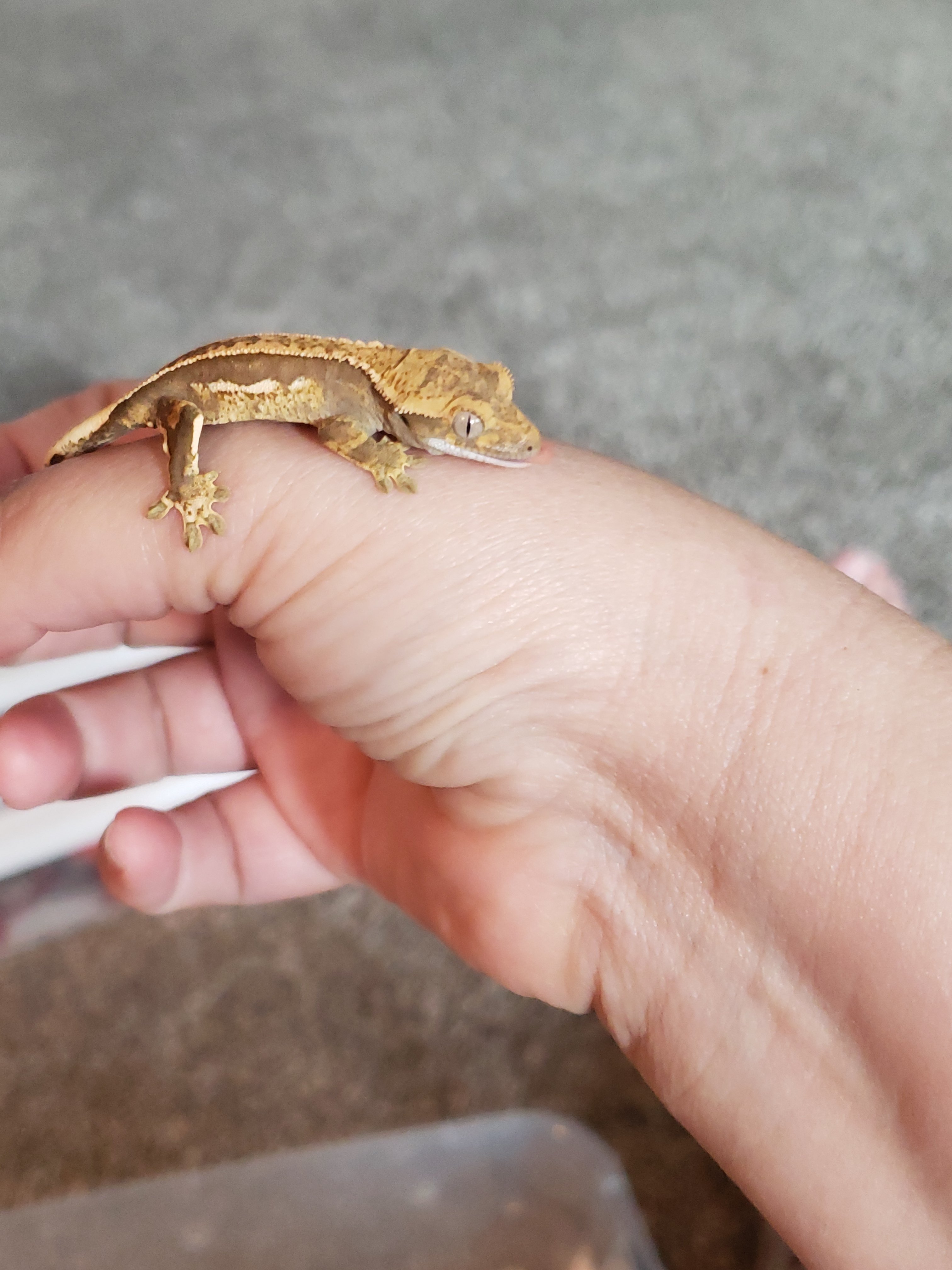 Crested gecko hatchling