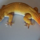 daidrasalyers-leopard-gecko-lair-128x128.jpg