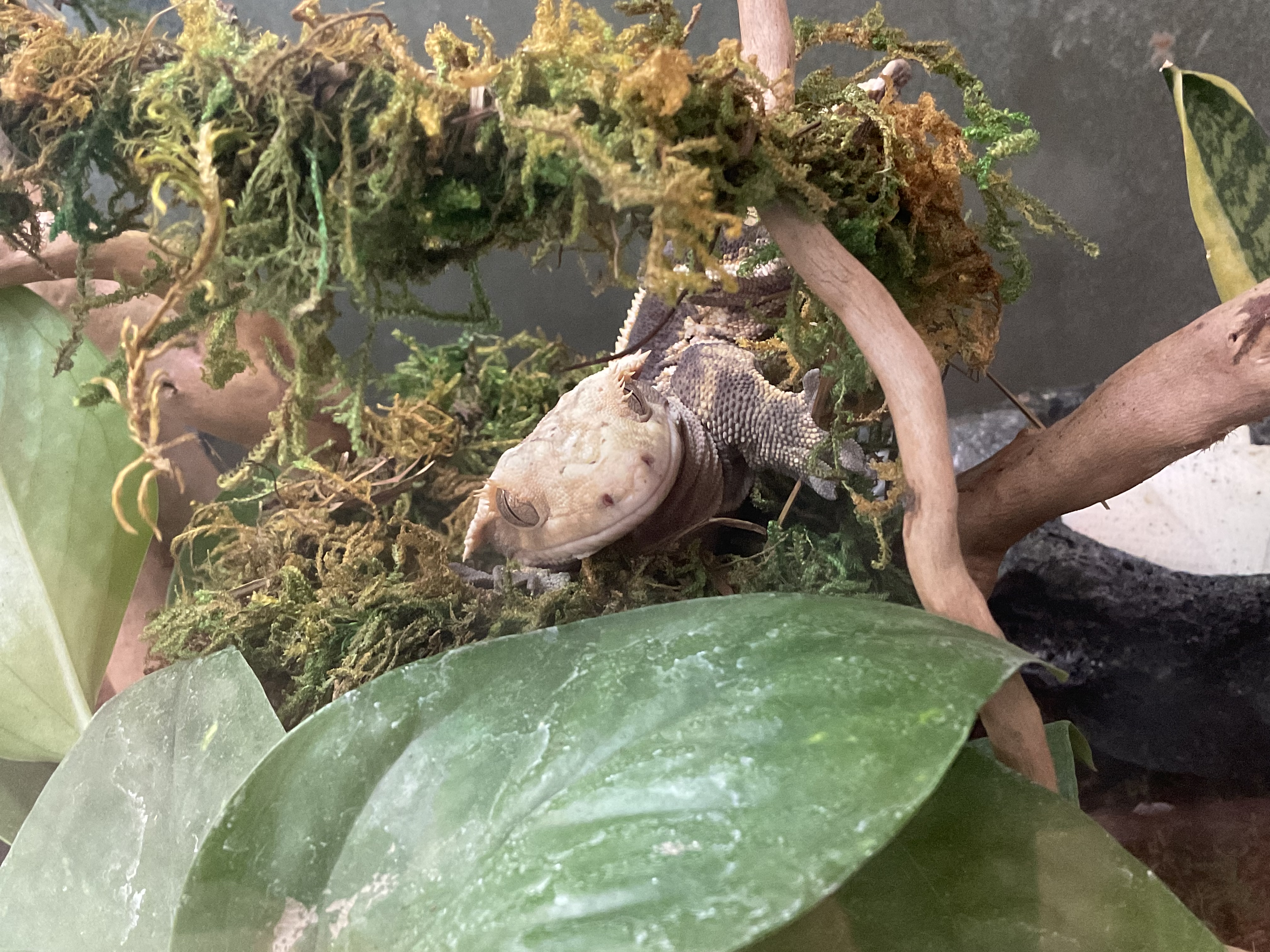Derpyest little crestie