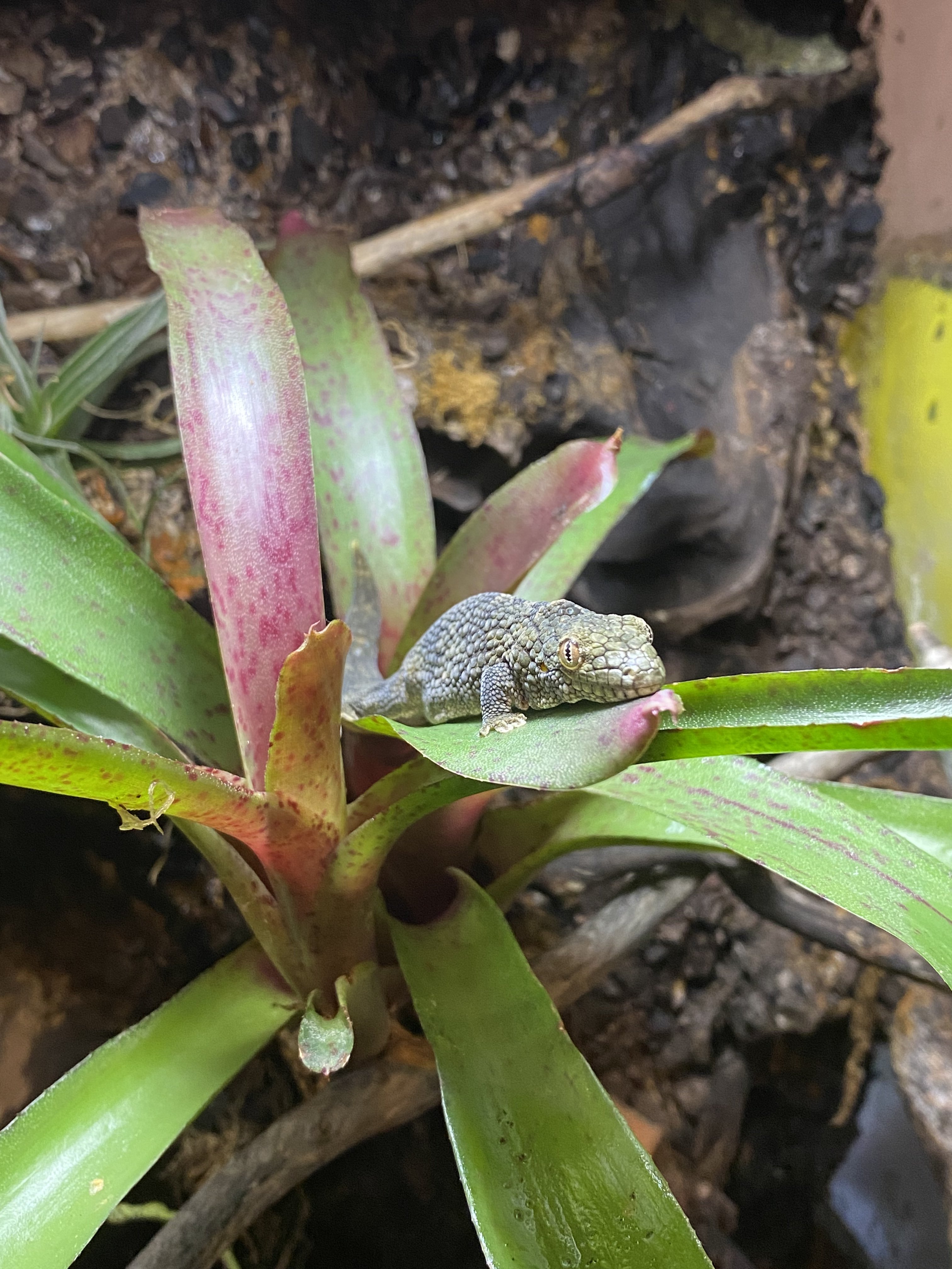 Eurydactylodes on bromeliad