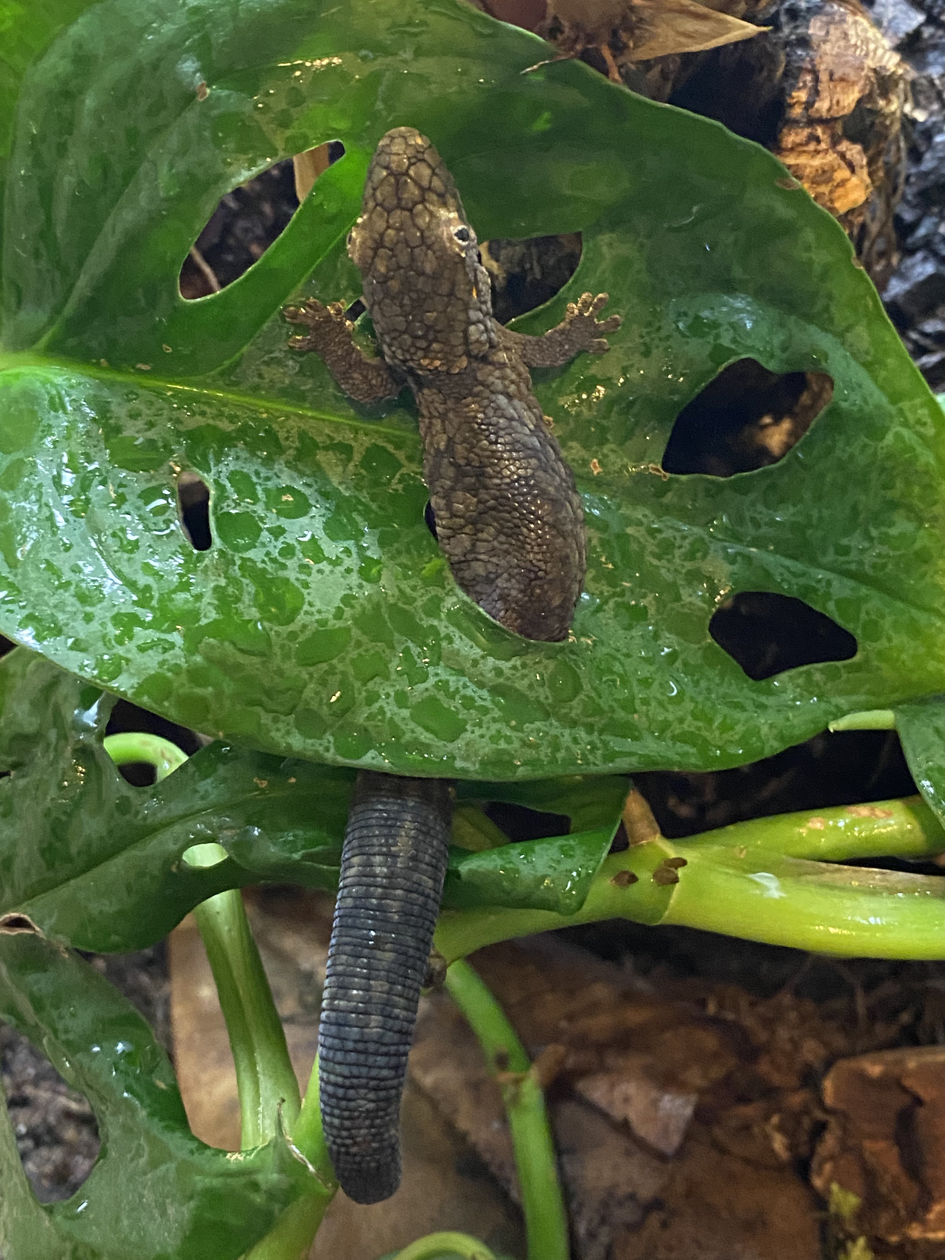 Eurydactylodes vieillardi in monstera leaf