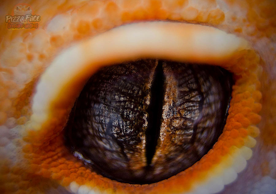 Extreme Closeup