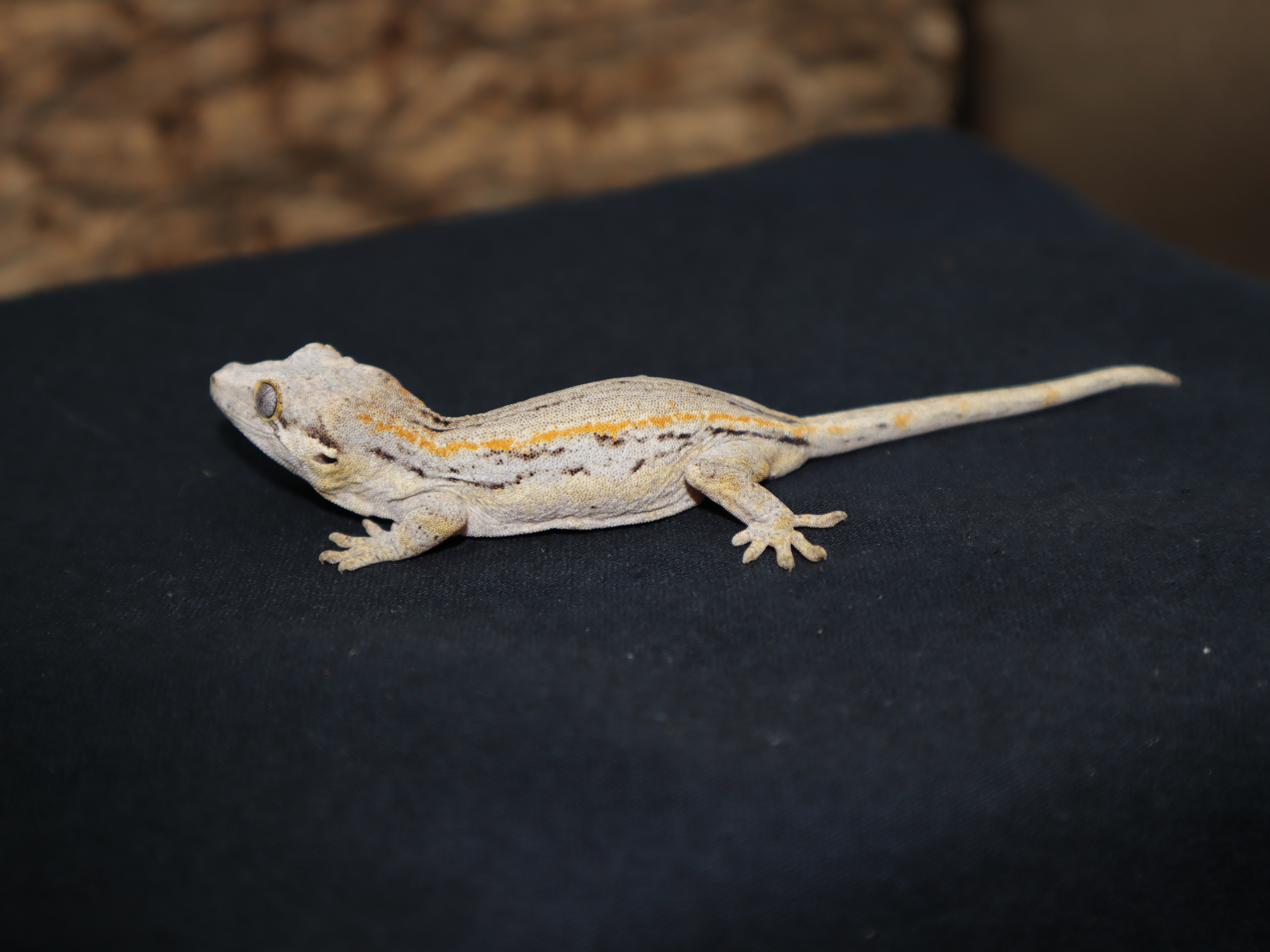 Gargoyle (Orange Stripe) (GG124)
