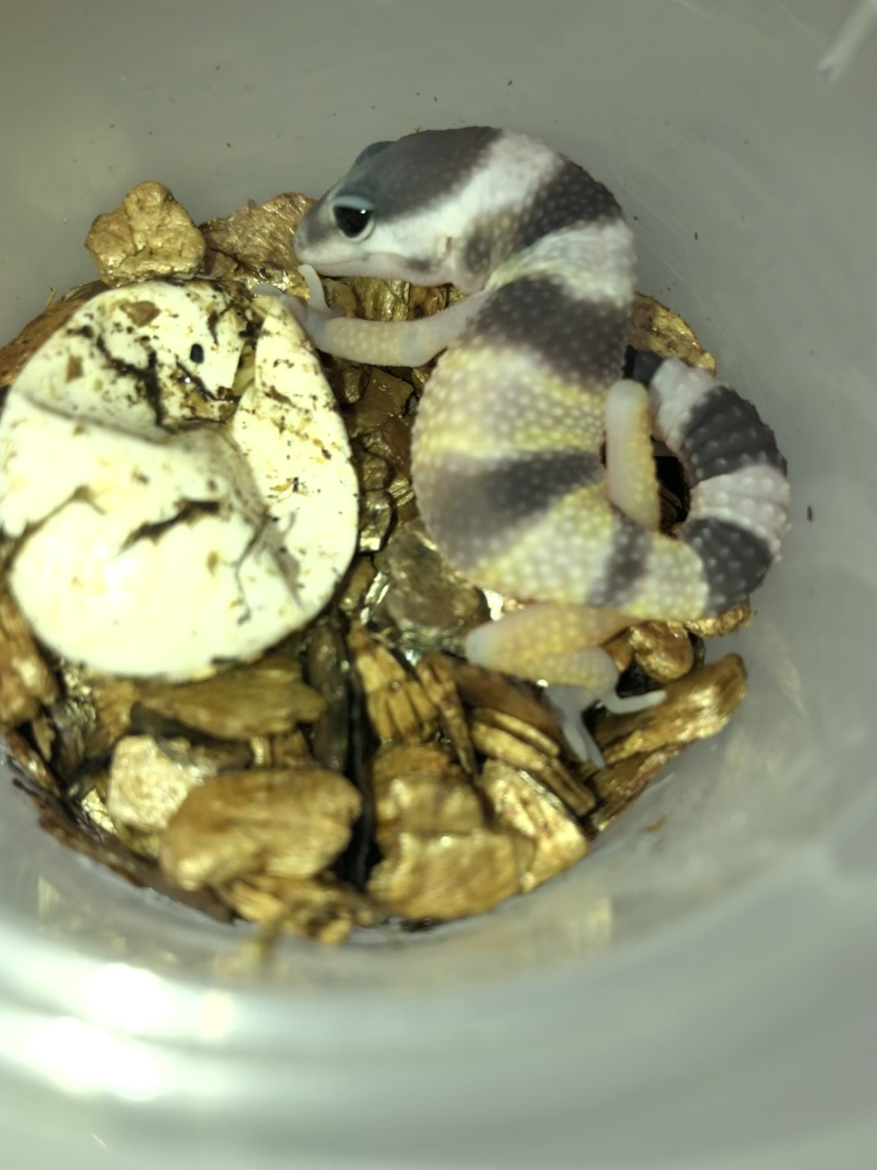 Hatched Today