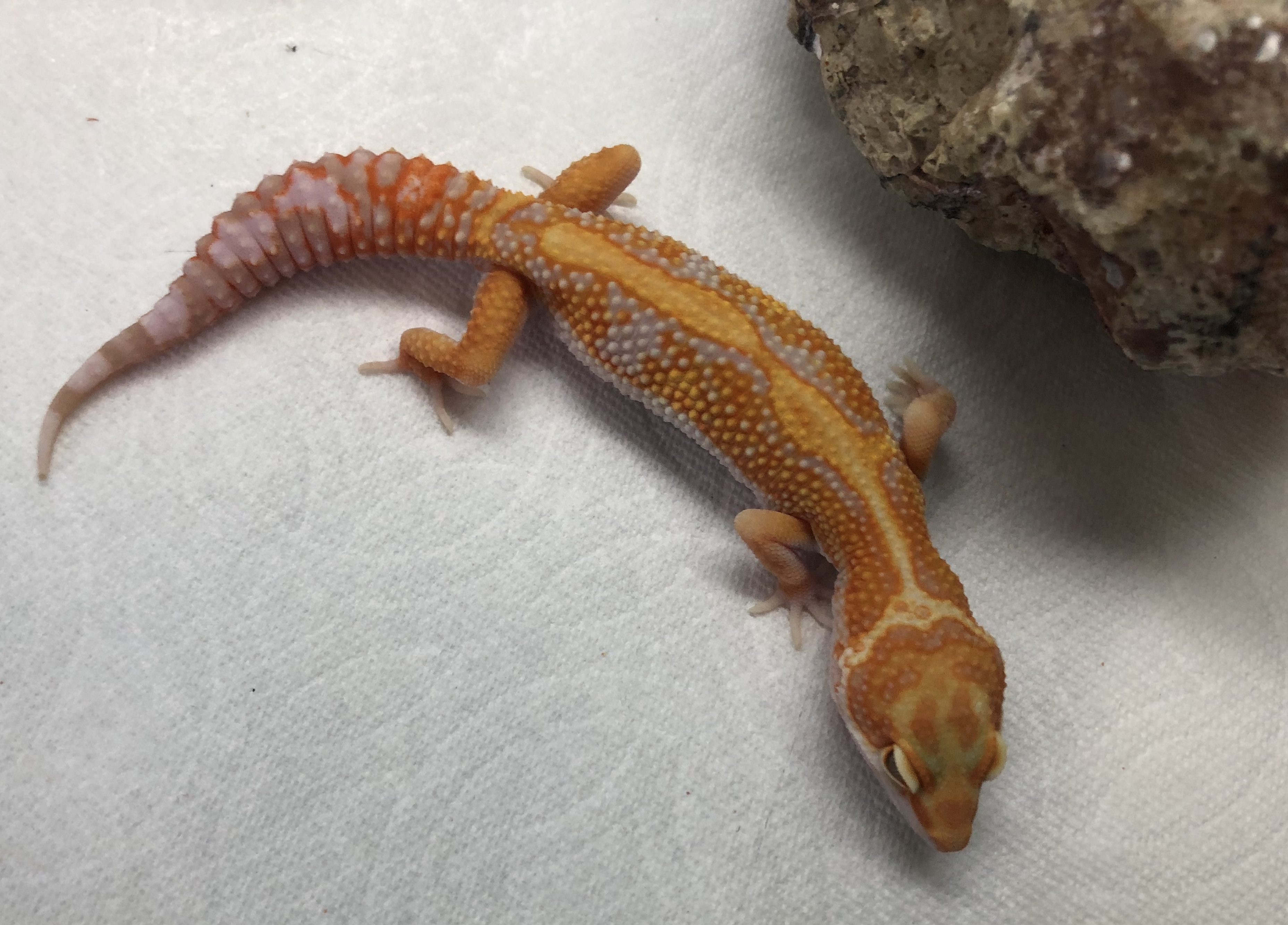 high contrast bold tangerine tremper