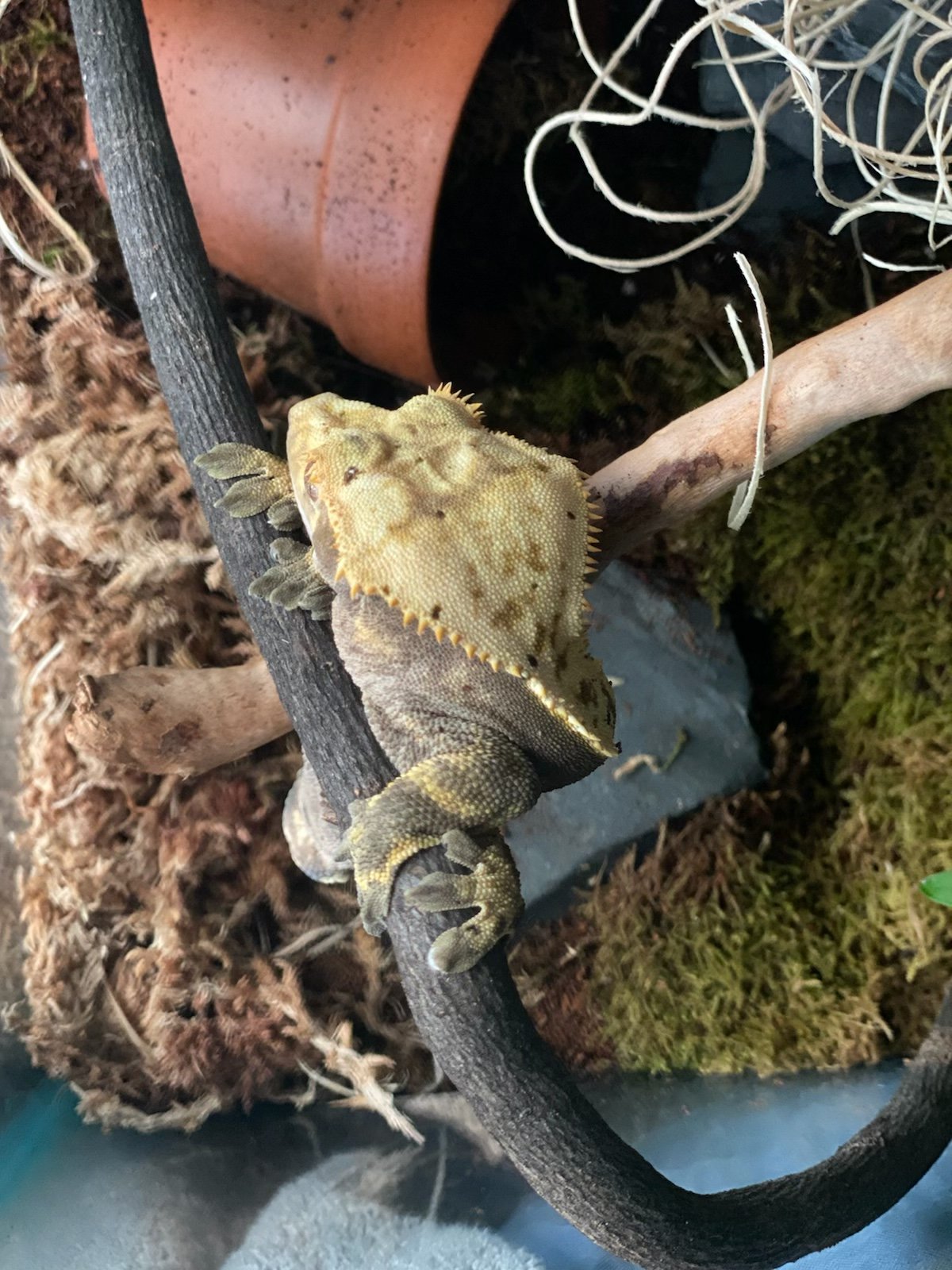 Just a picture of mango the crested gecko