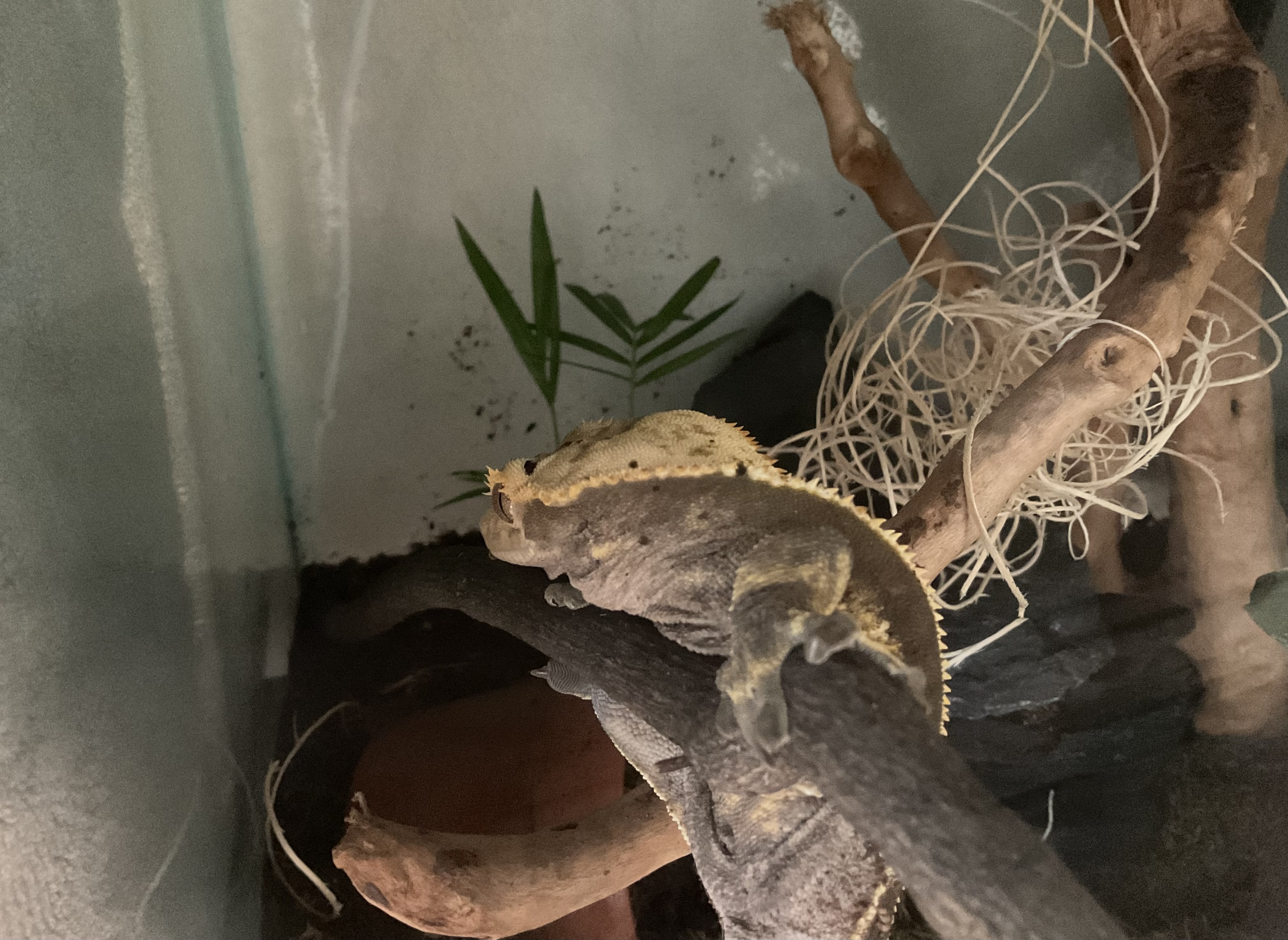 Just a picture of mango the crested gecko