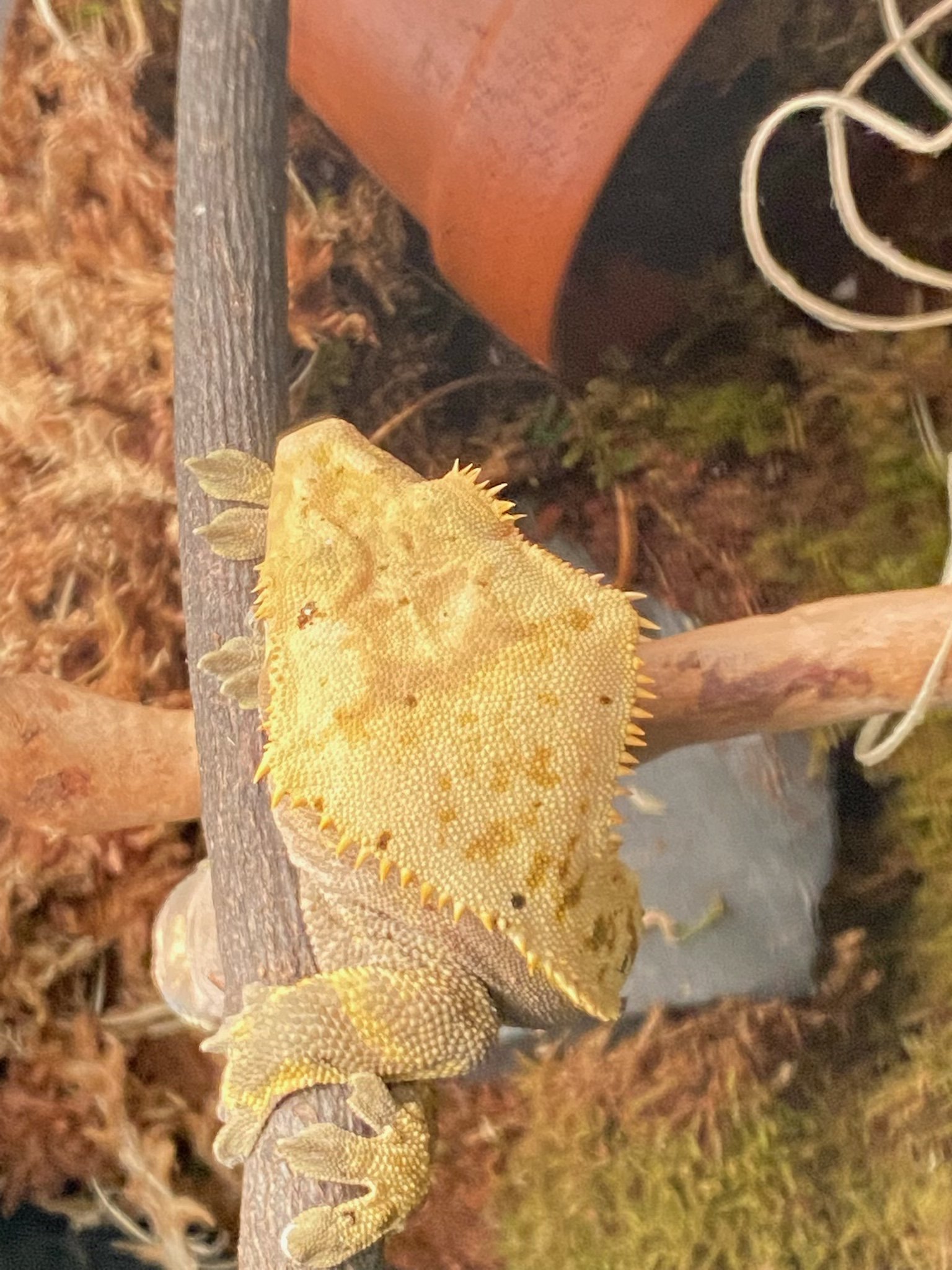 Just a picture of mango the crested gecko