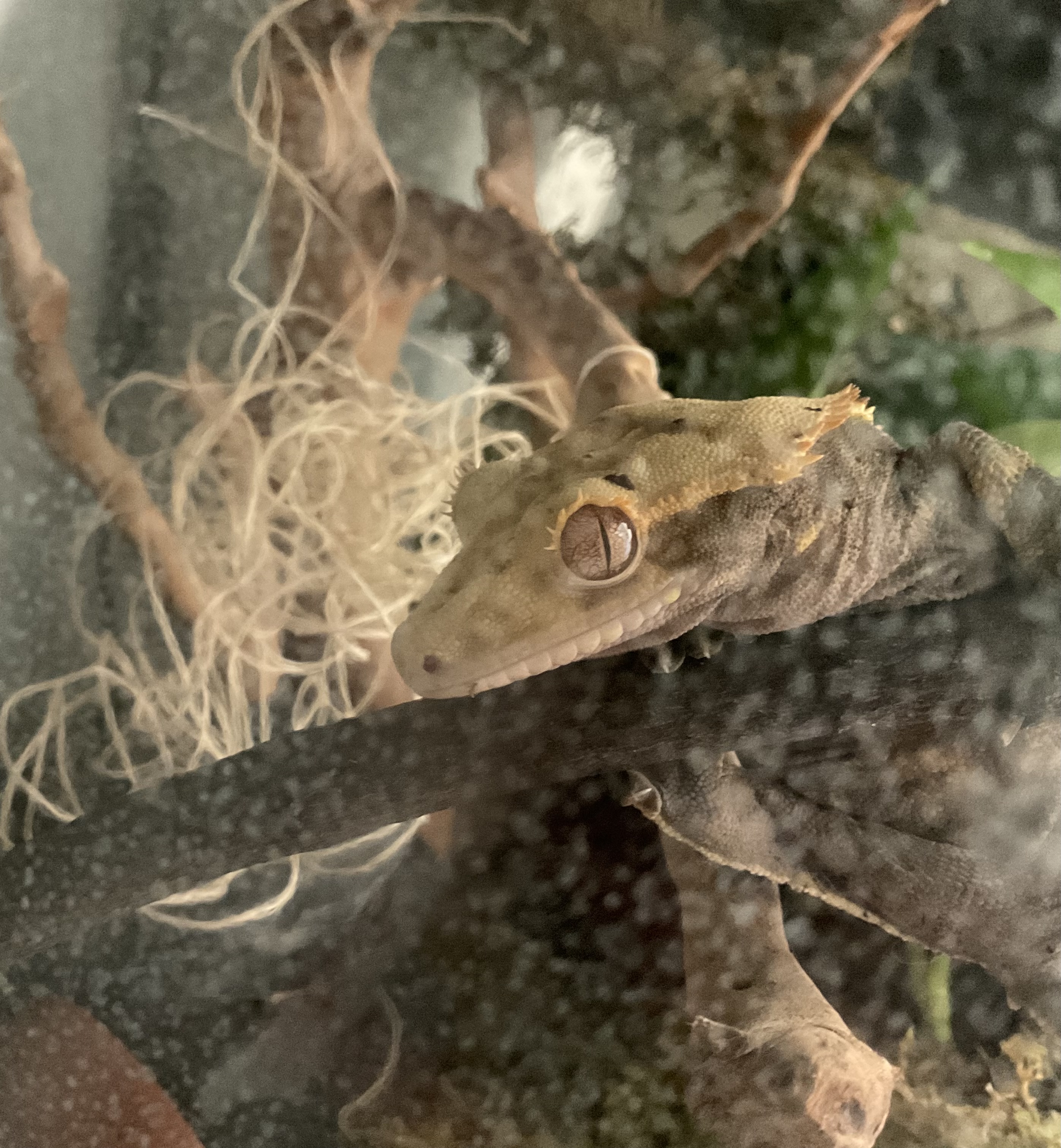 Just a picture of mango the crested gecko