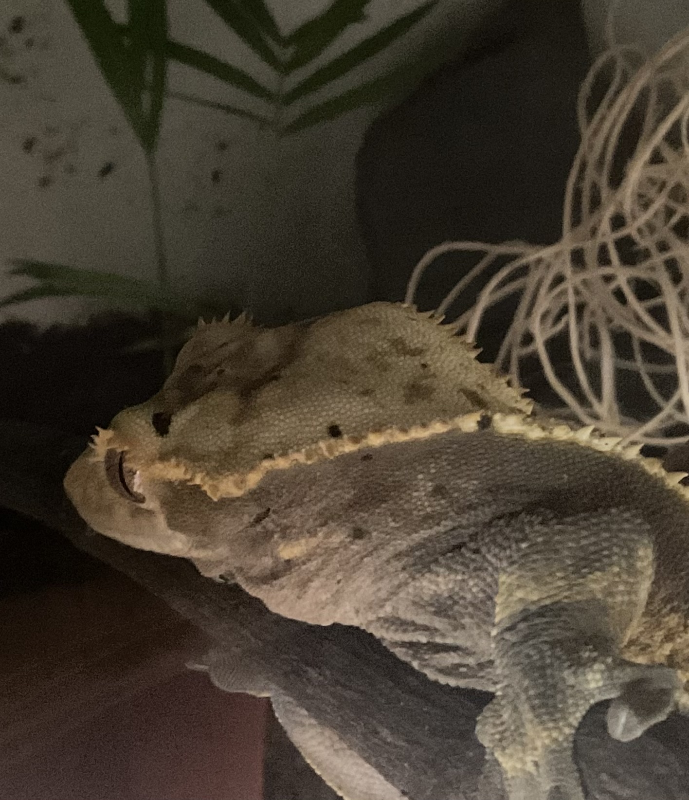Just a picture of mango the crested gecko