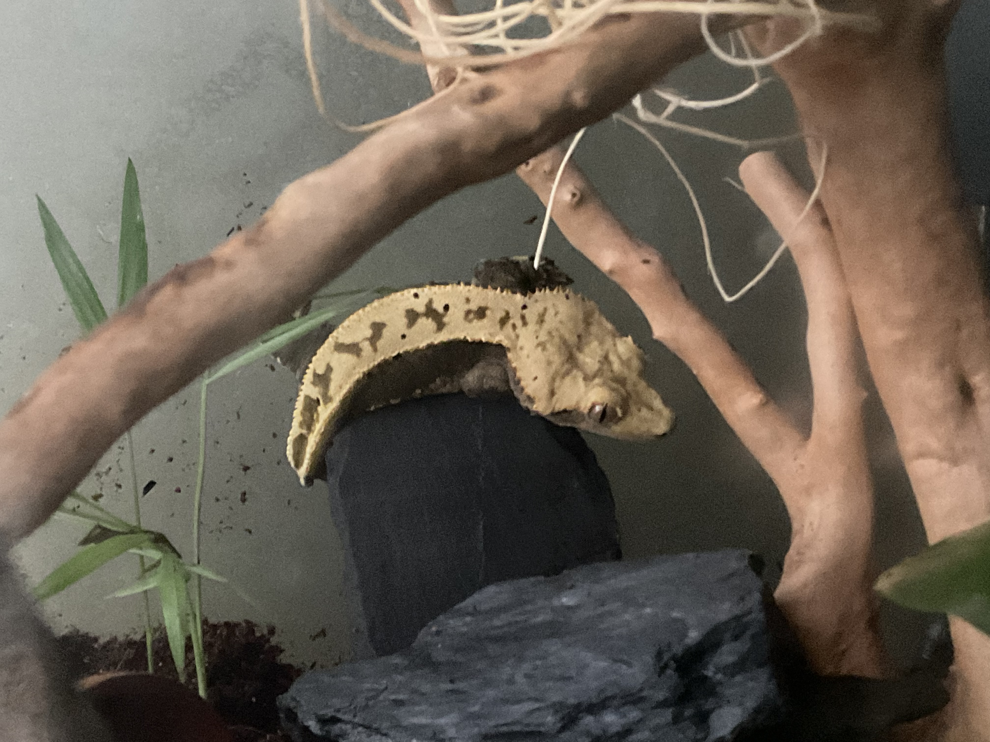 Just a picture of mango the crested gecko