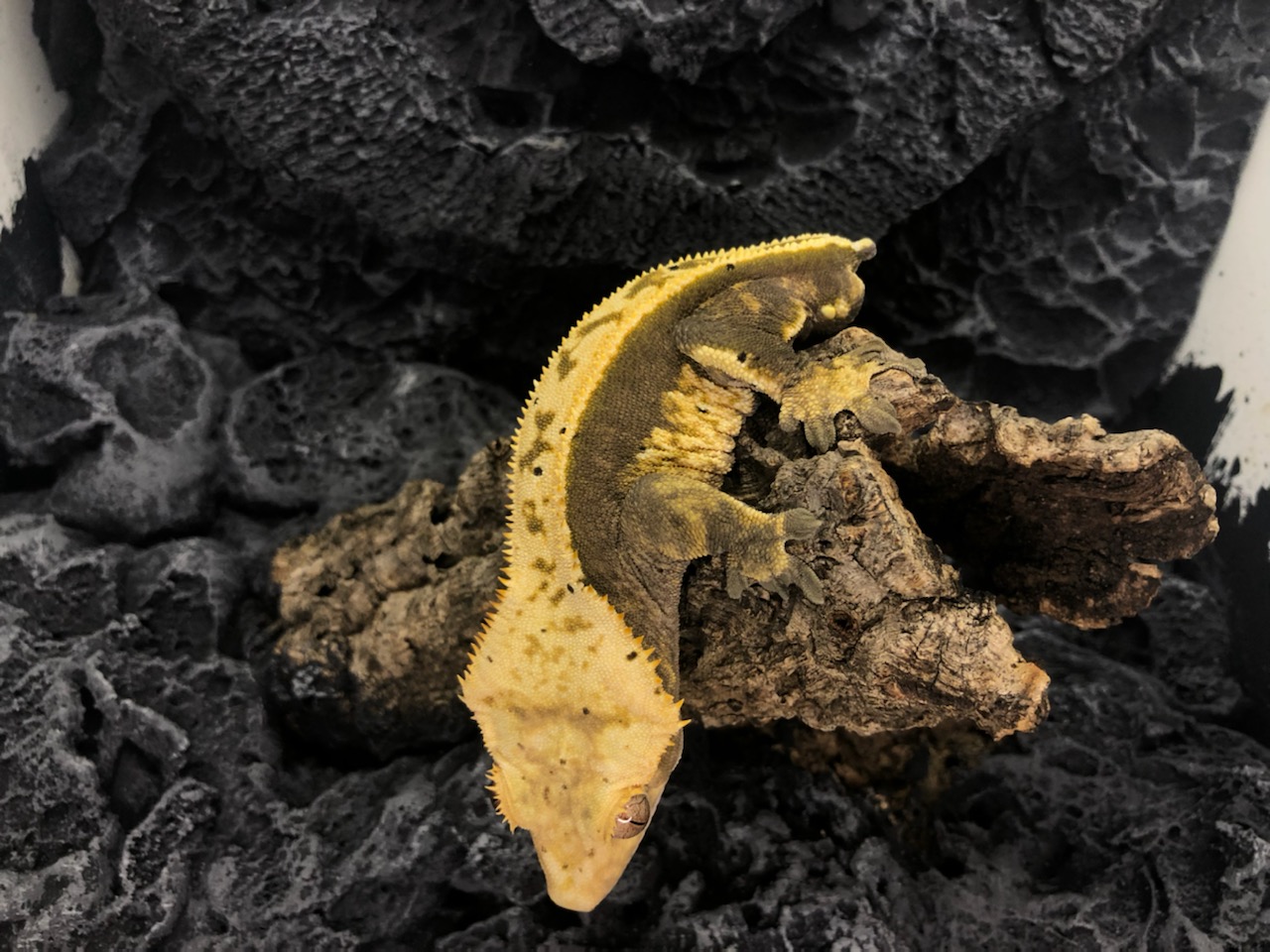 Just a picture of mango the crested gecko