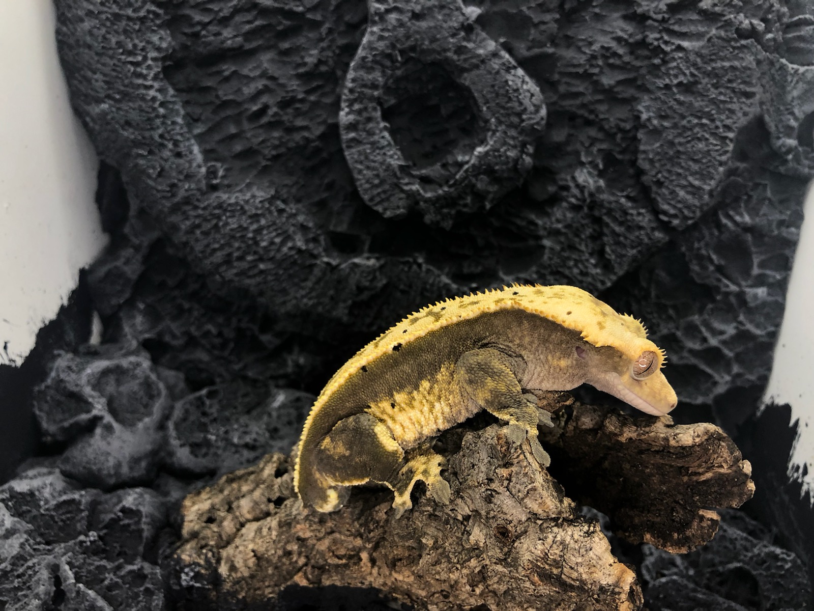 Just a picture of mango the crested gecko