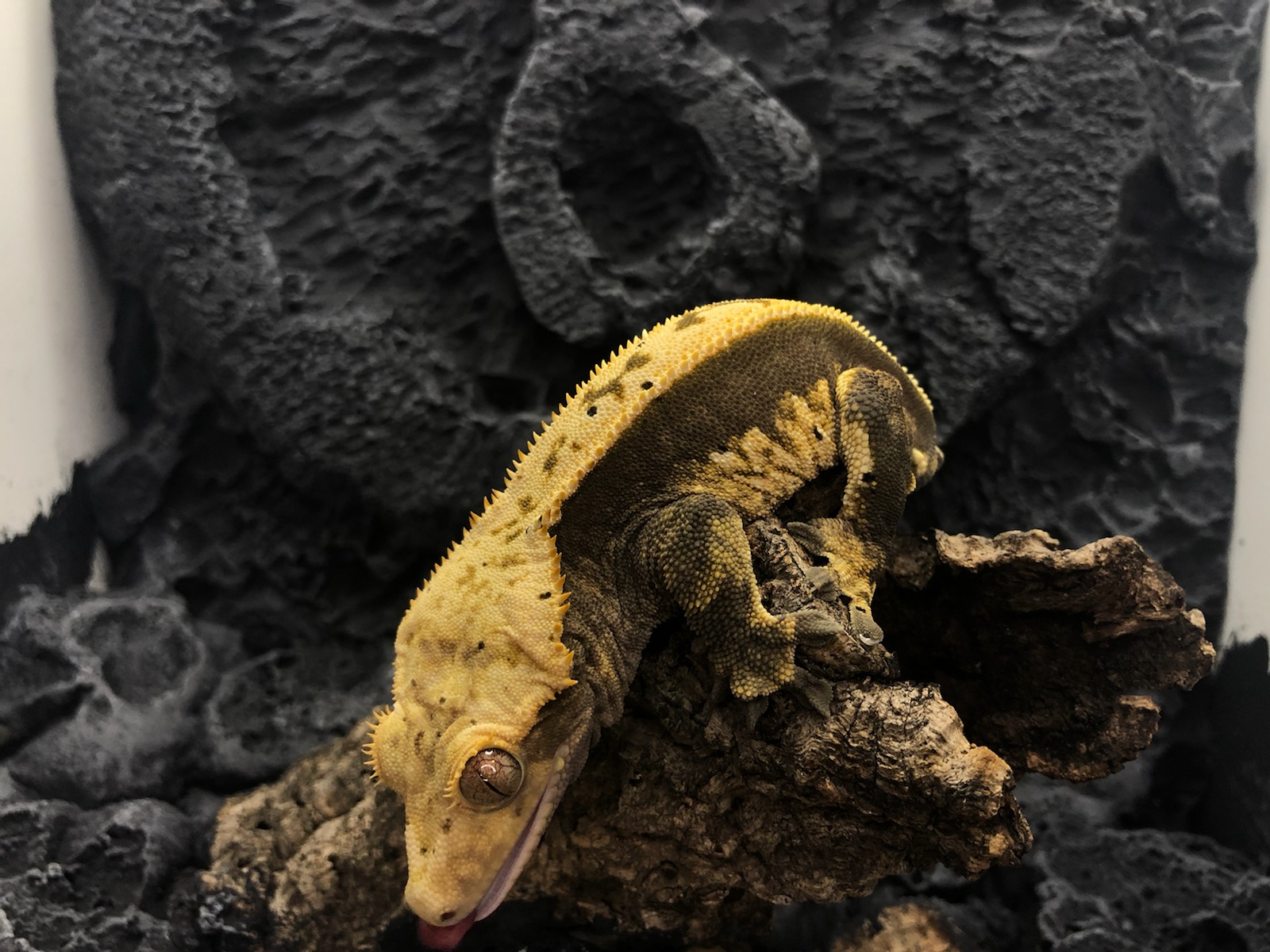 Just a picture of mango the crested gecko