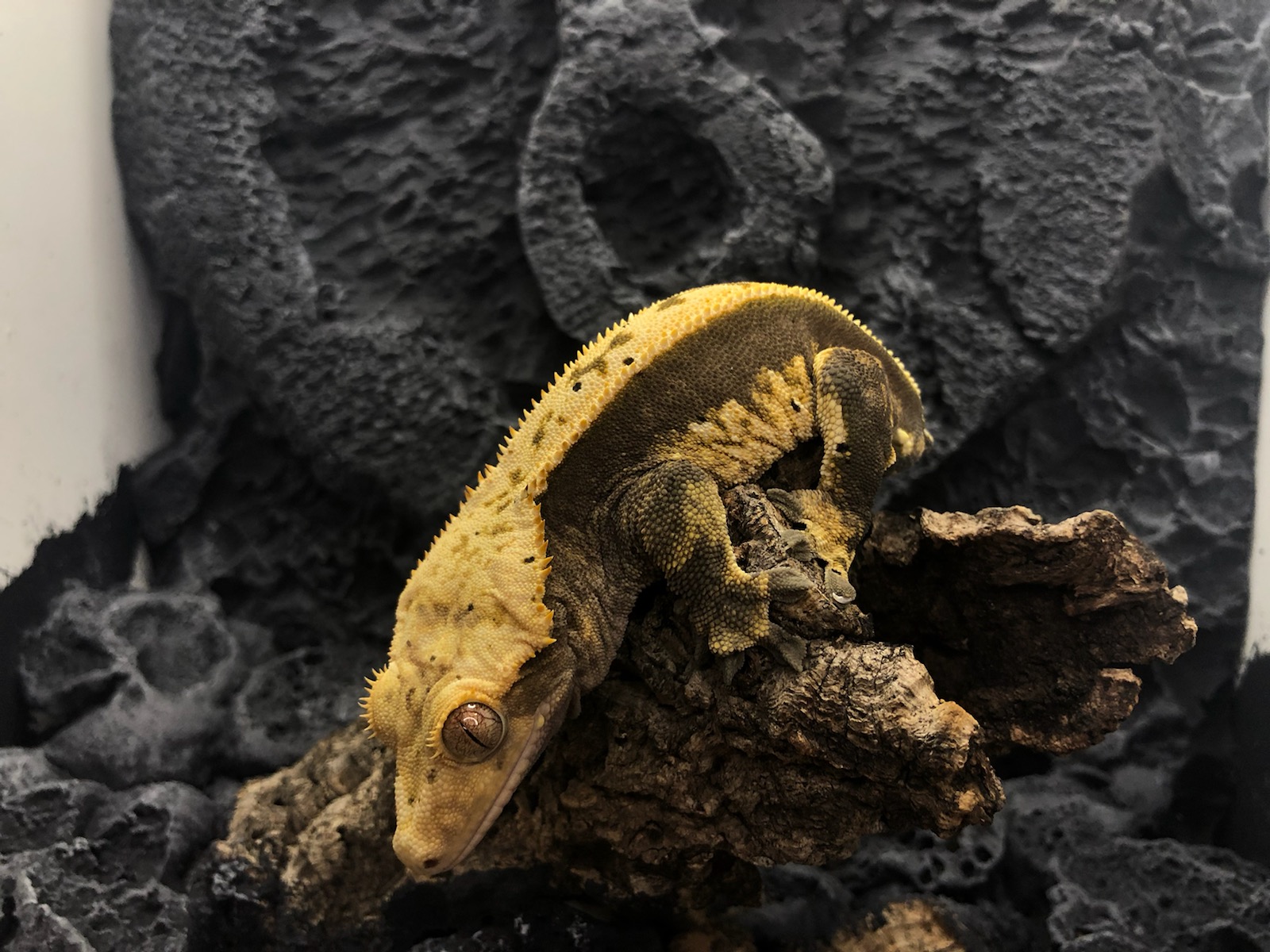 Just a picture of mango the crested gecko