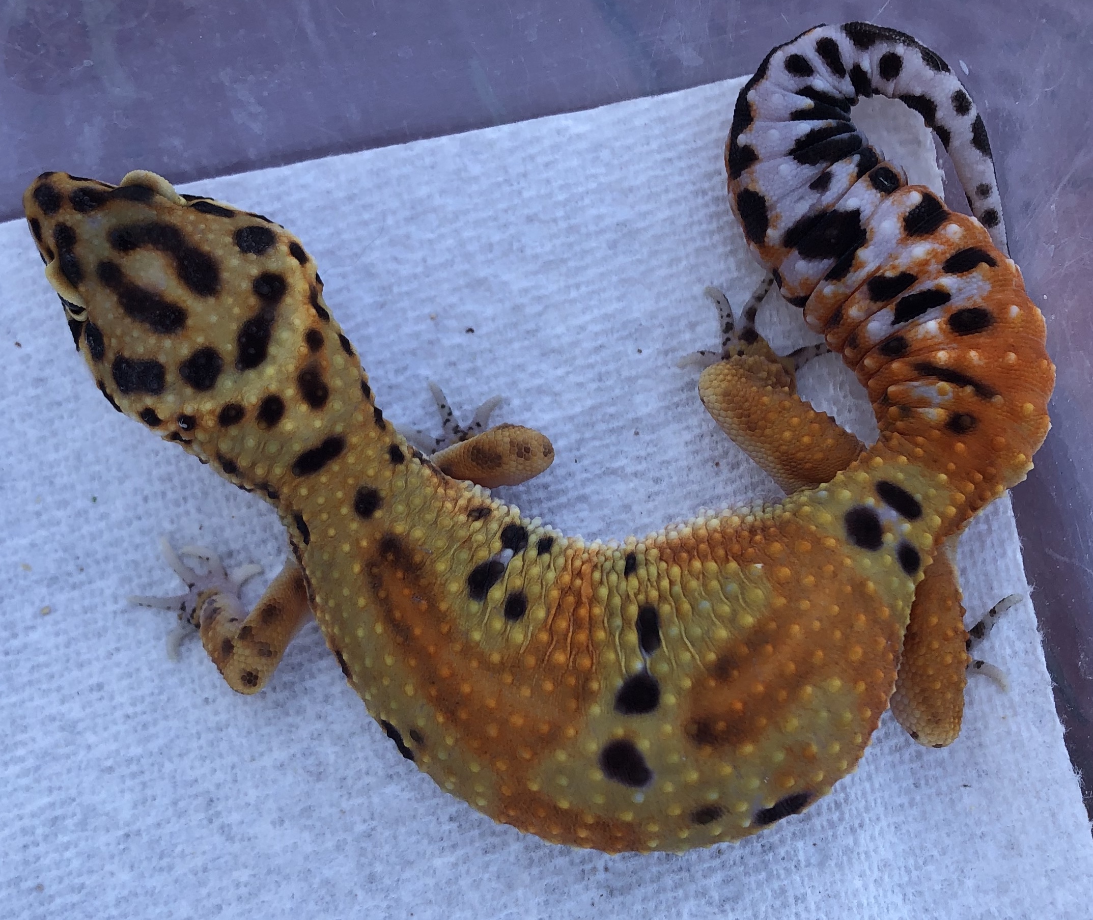 Lagertha;  Tangerine Female (Sykes Emerine / Inferno / Clown Project) ph Tremper, Eclipse