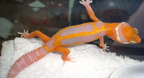 Leopard-Gecko.jpg