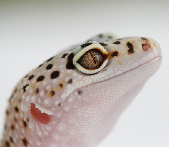 leopard-gecko.png