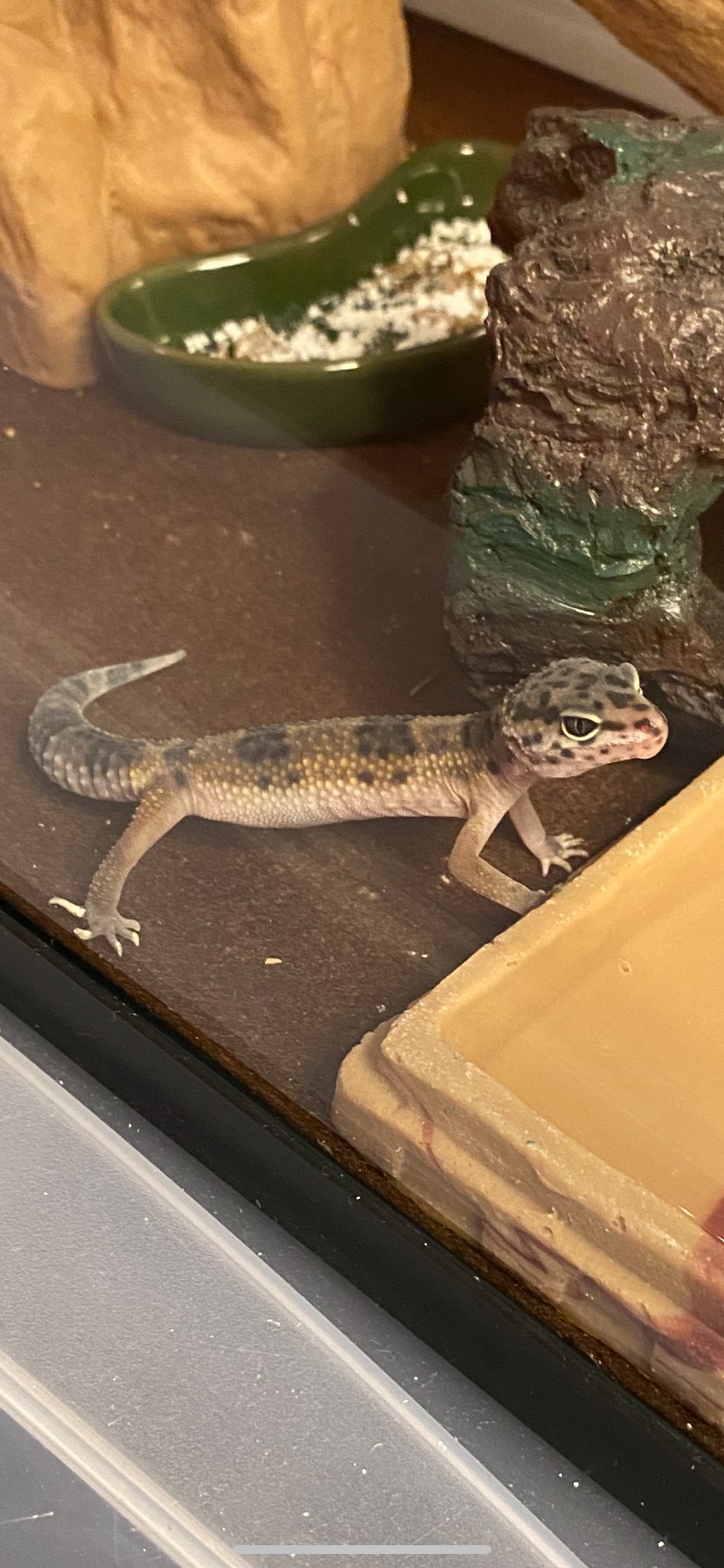 ~ Leopard Gecko ~