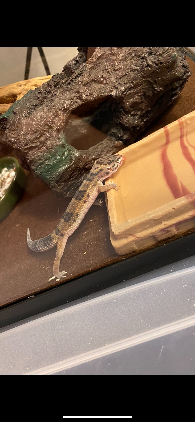 Petco leopard hot sale gecko abuse