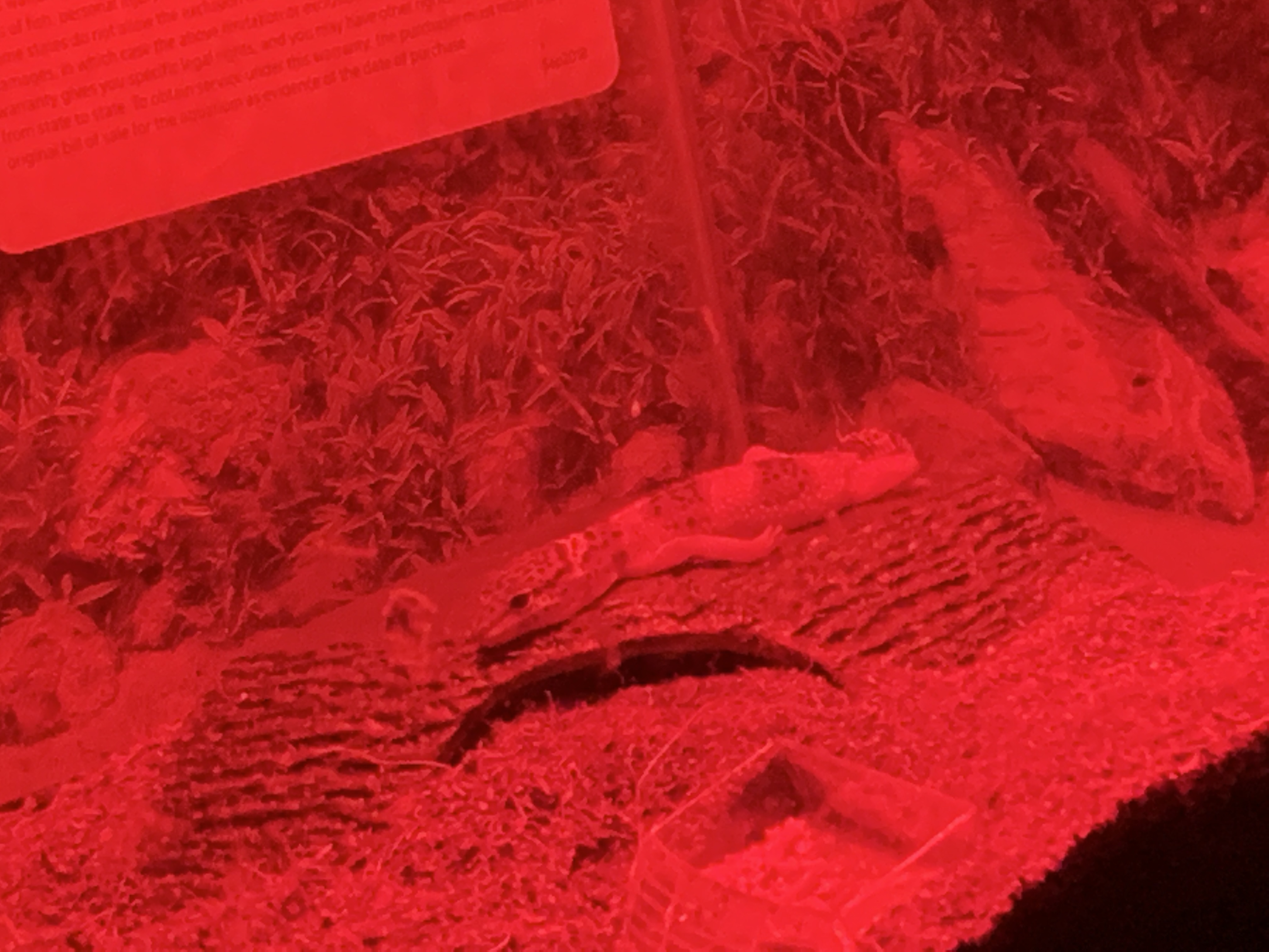 Leppy nightlife lazy position❤️