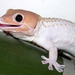 leucistic-tokay-geckos-150x150.jpg