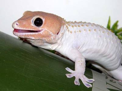 leucistic-tokay-geckos.jpg