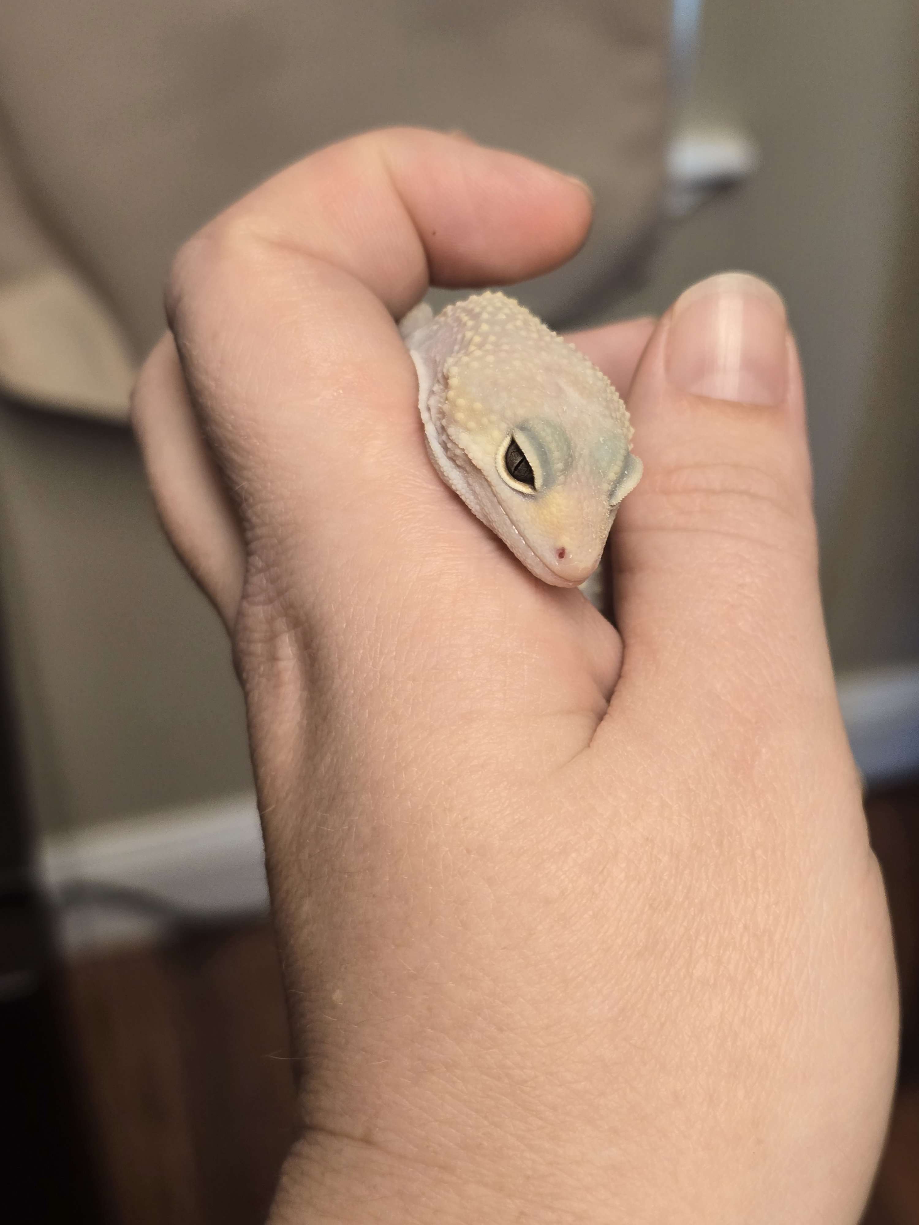 Luci