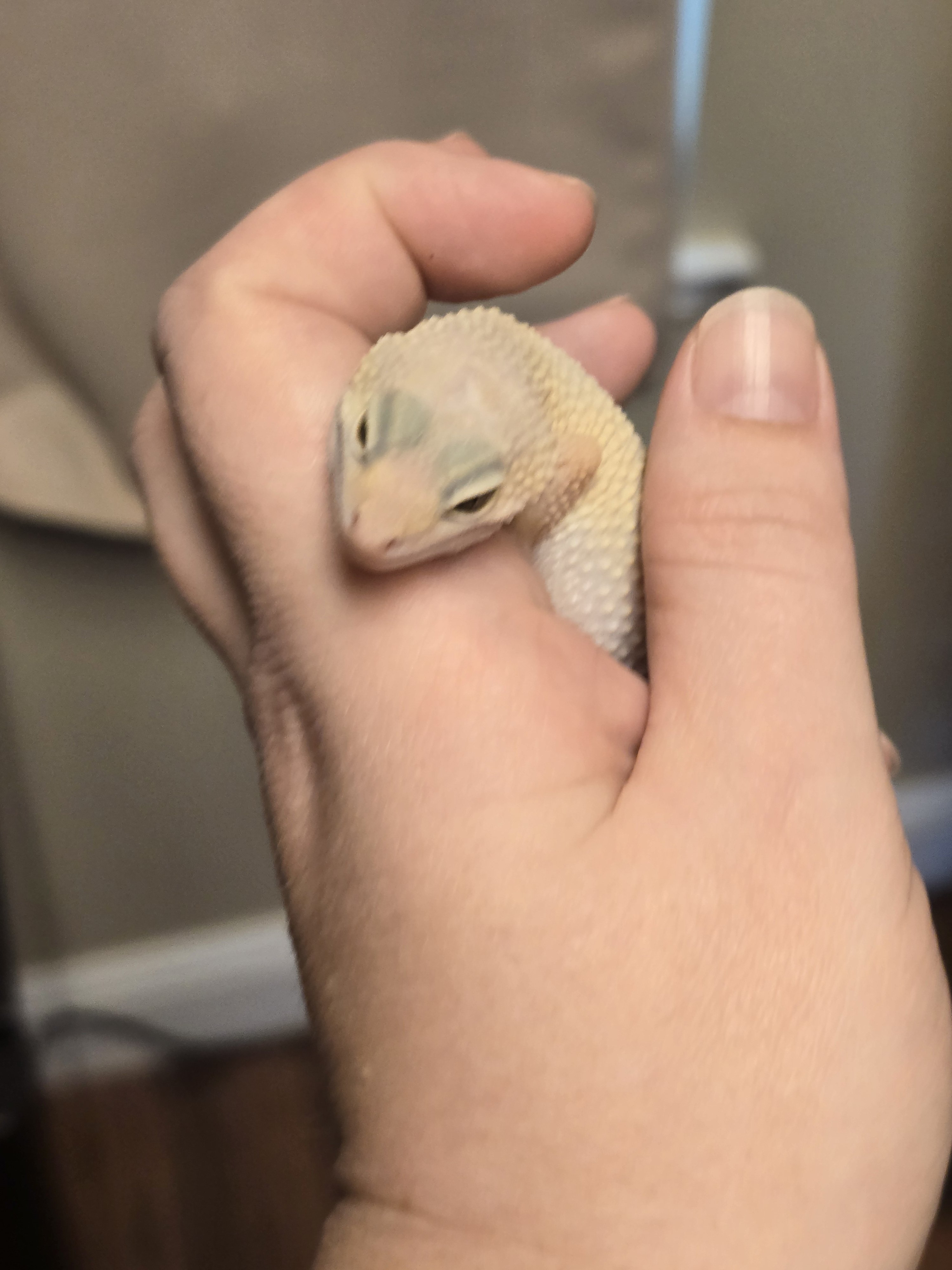 Luci