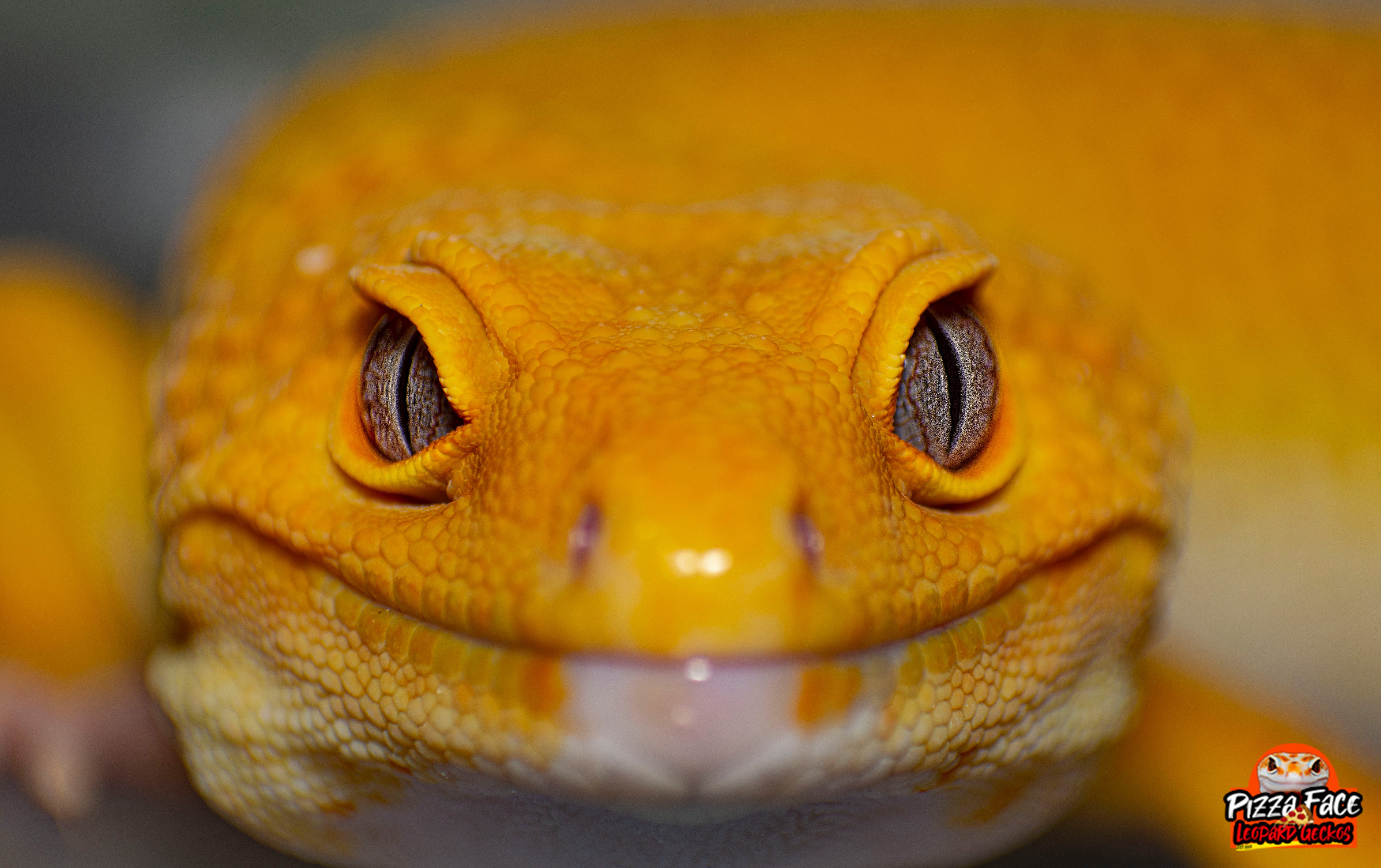 Male Sunglow Leopard Gecko