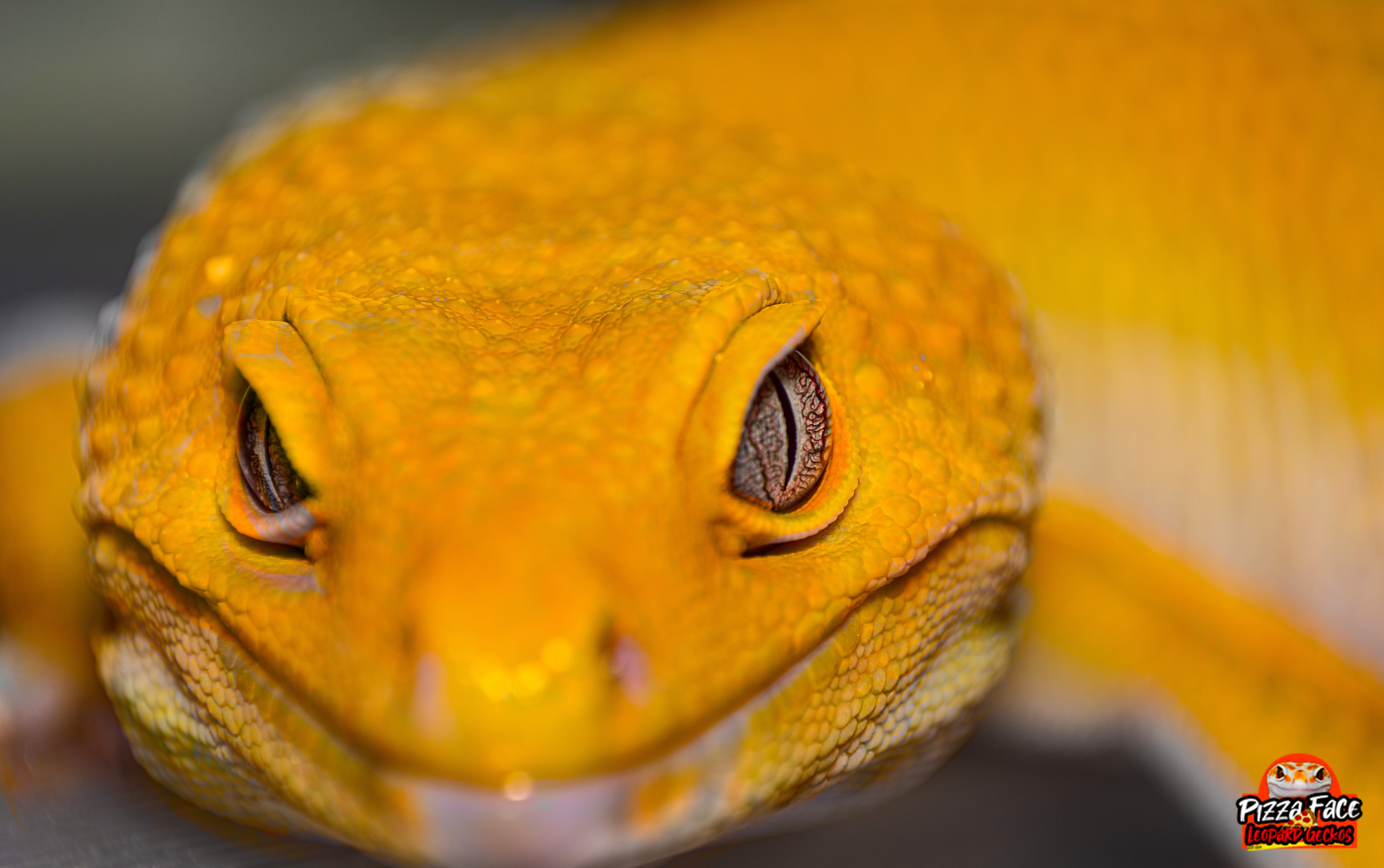 Male Sunglow Leopard Gecko