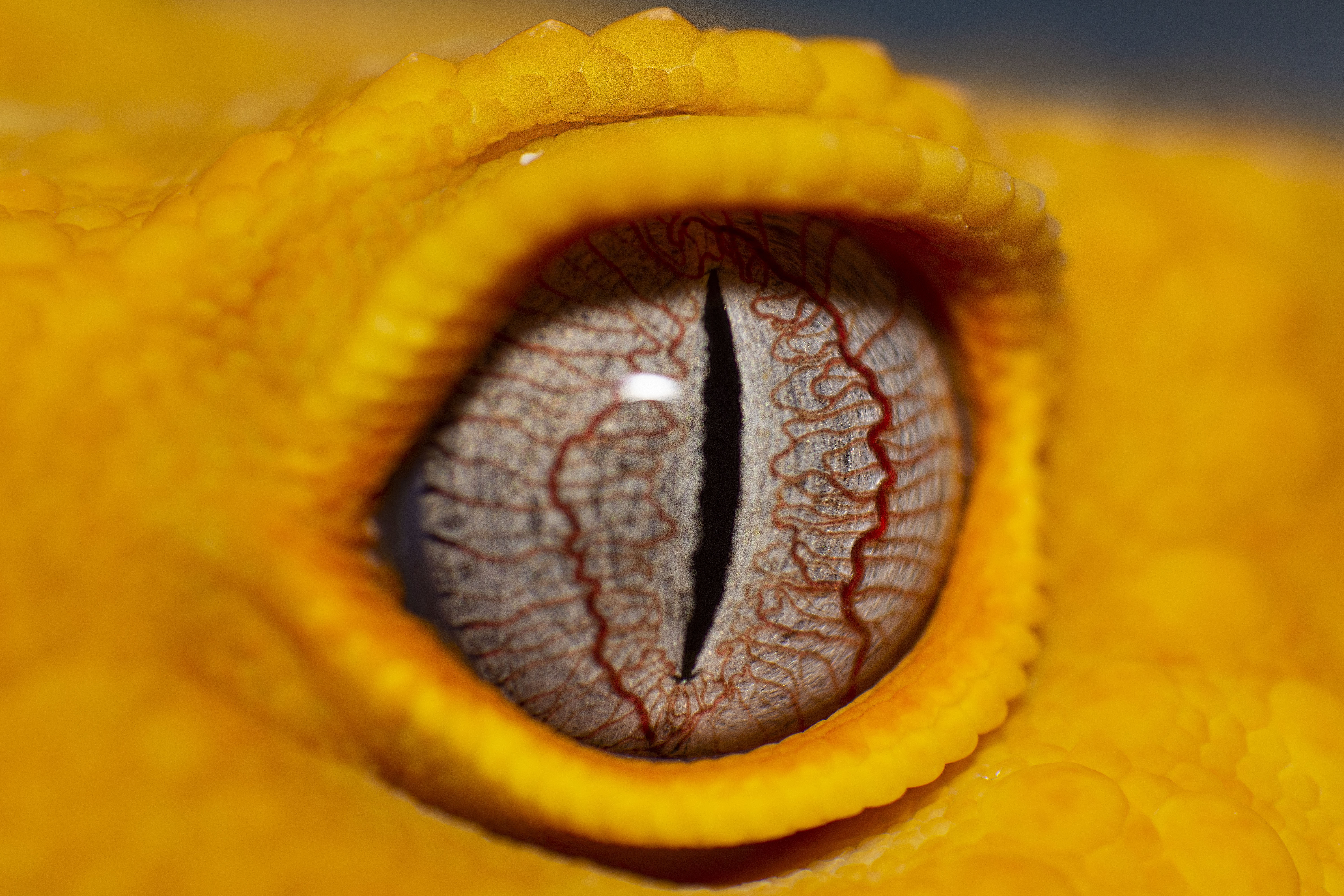 Male Sunglow Leopard Gecko