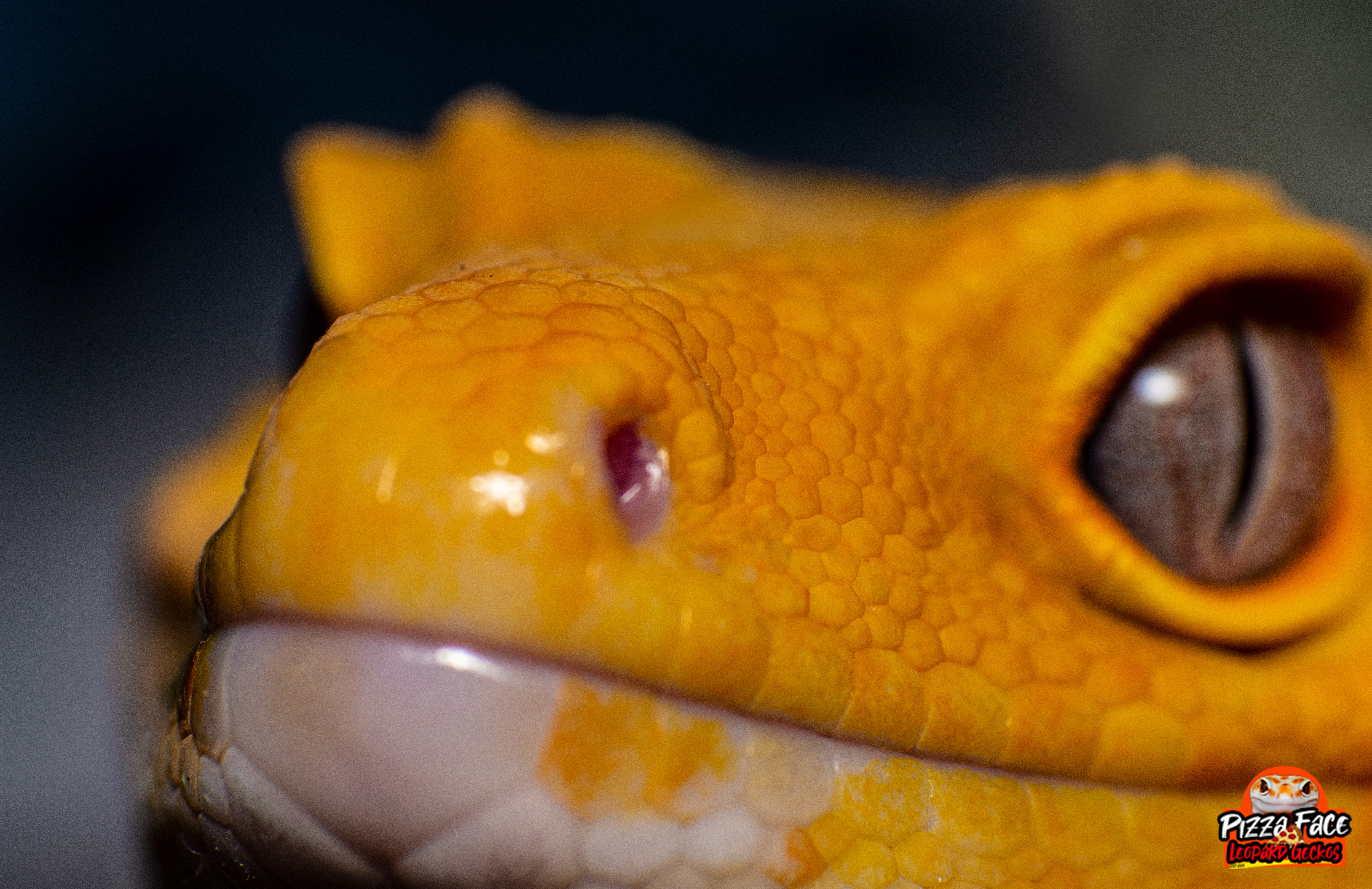 Male Sunglow Leopard Gecko
