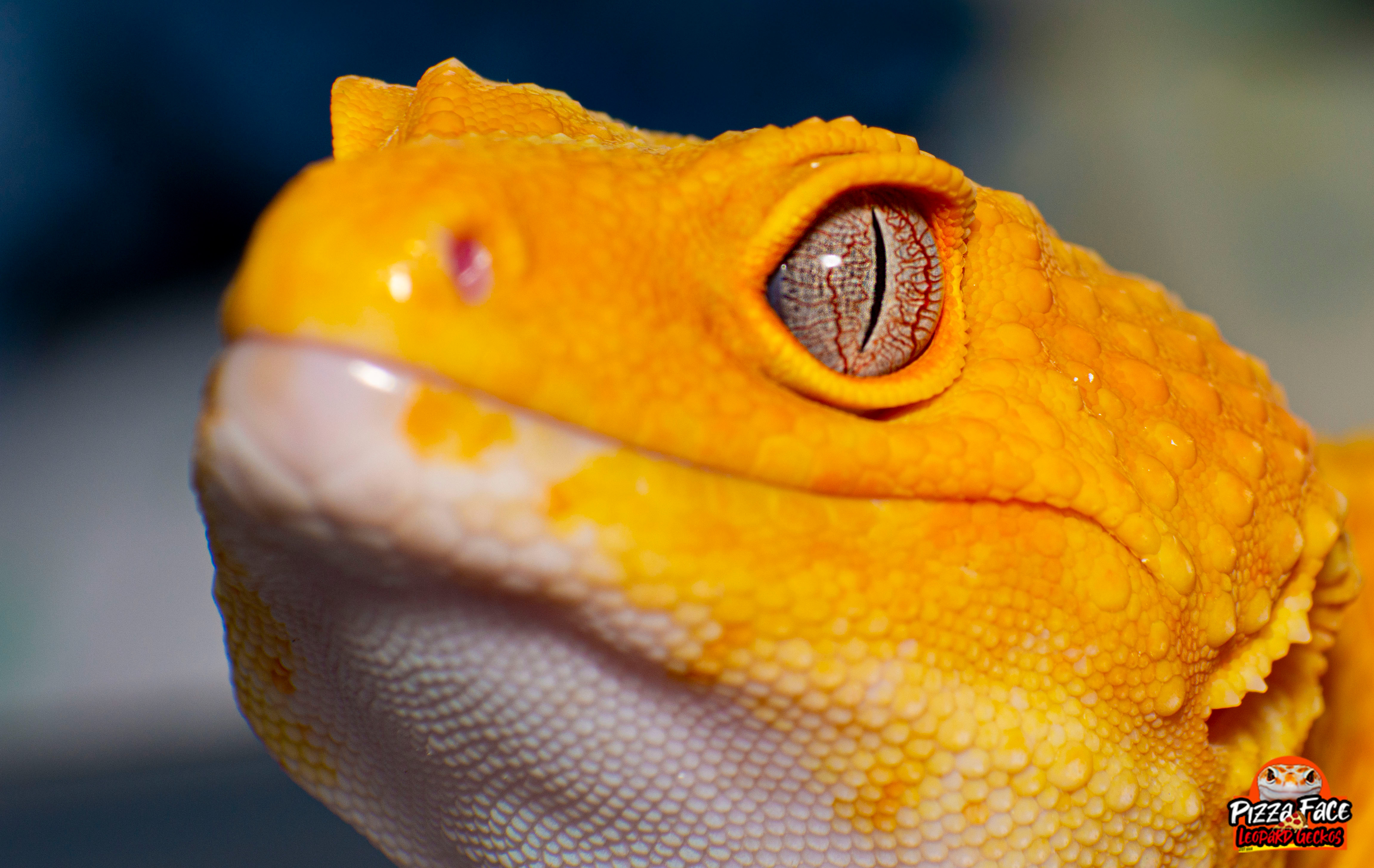 Male Sunglow Leopard Gecko
