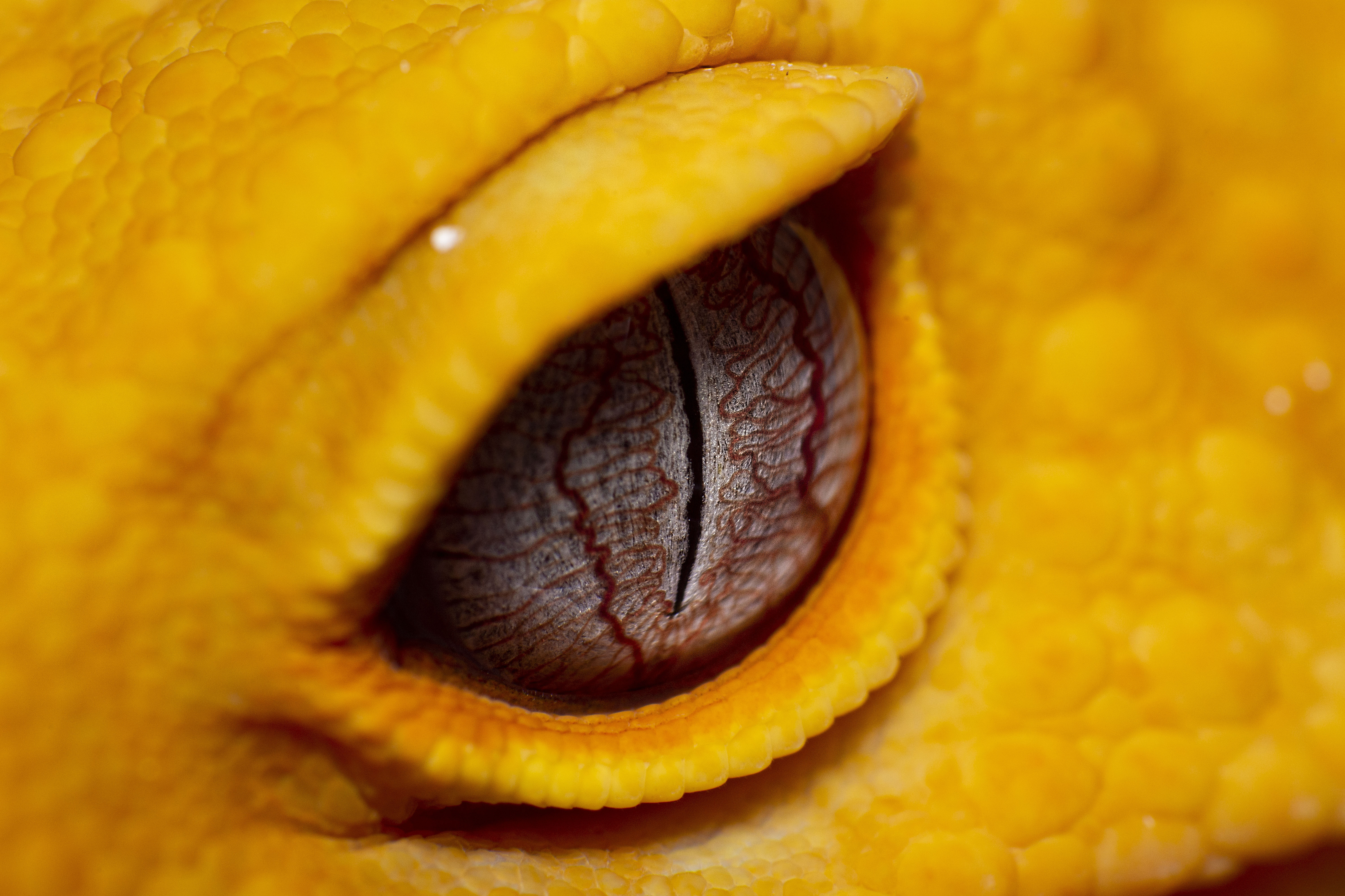 Male Sunglow Leopard Gecko