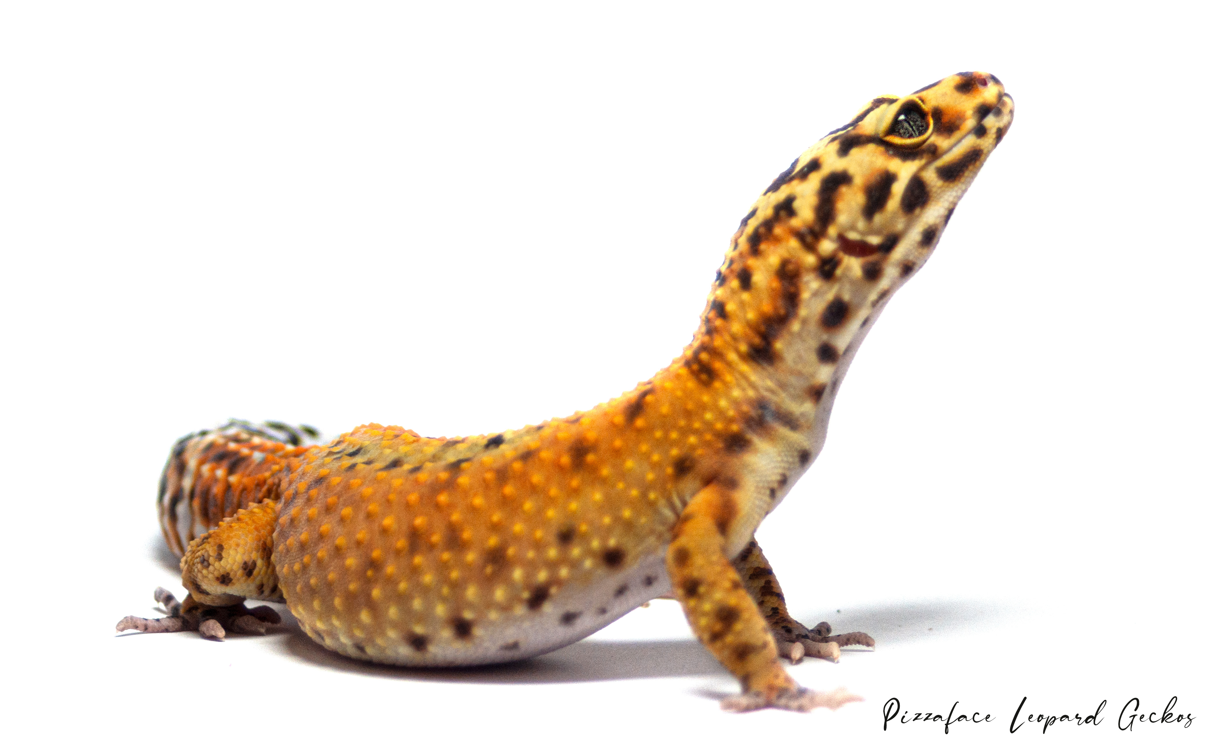 Mandarin Cross Bloodline het Rainwater