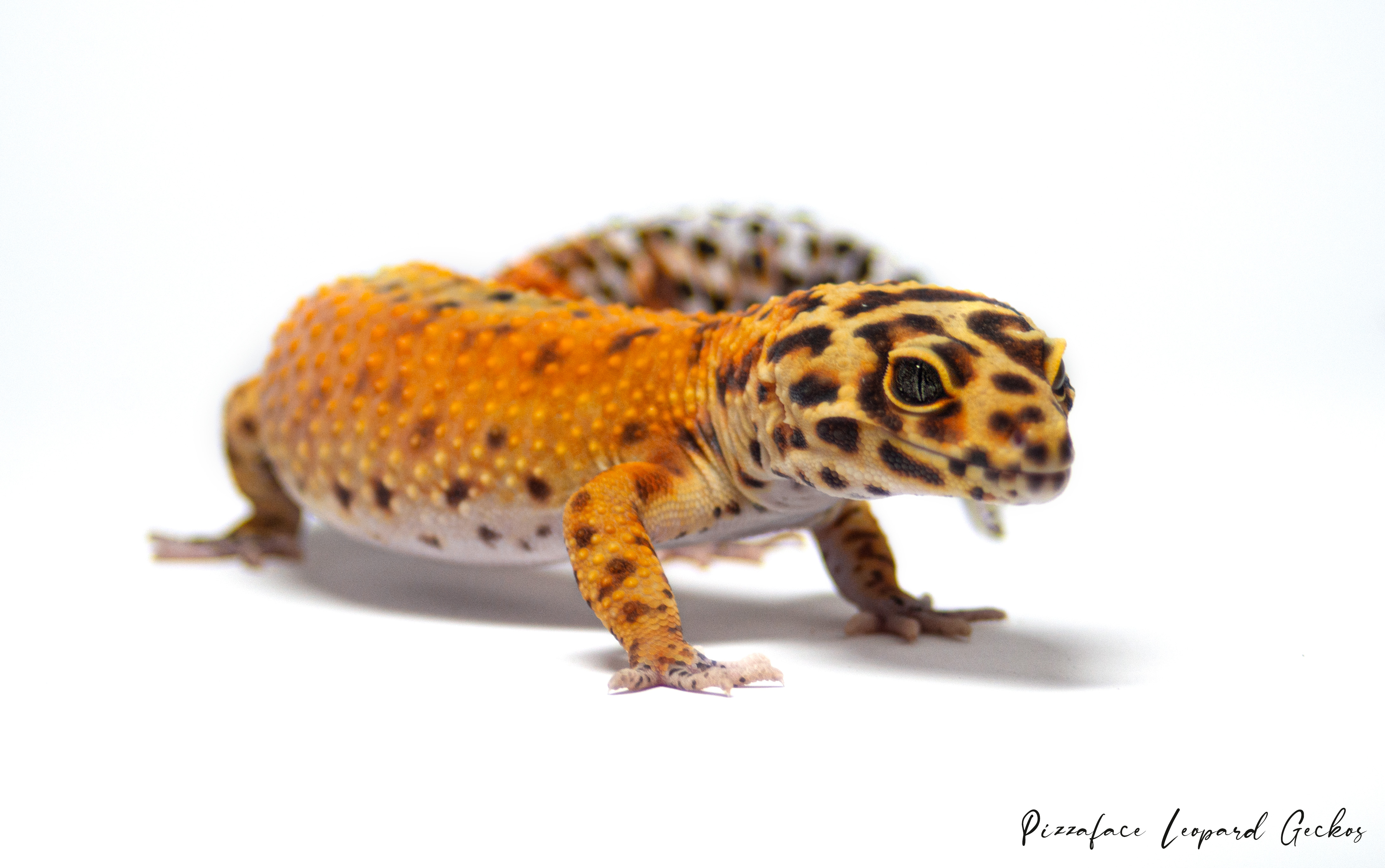 Mandarin Cross Bloodline het Rainwater