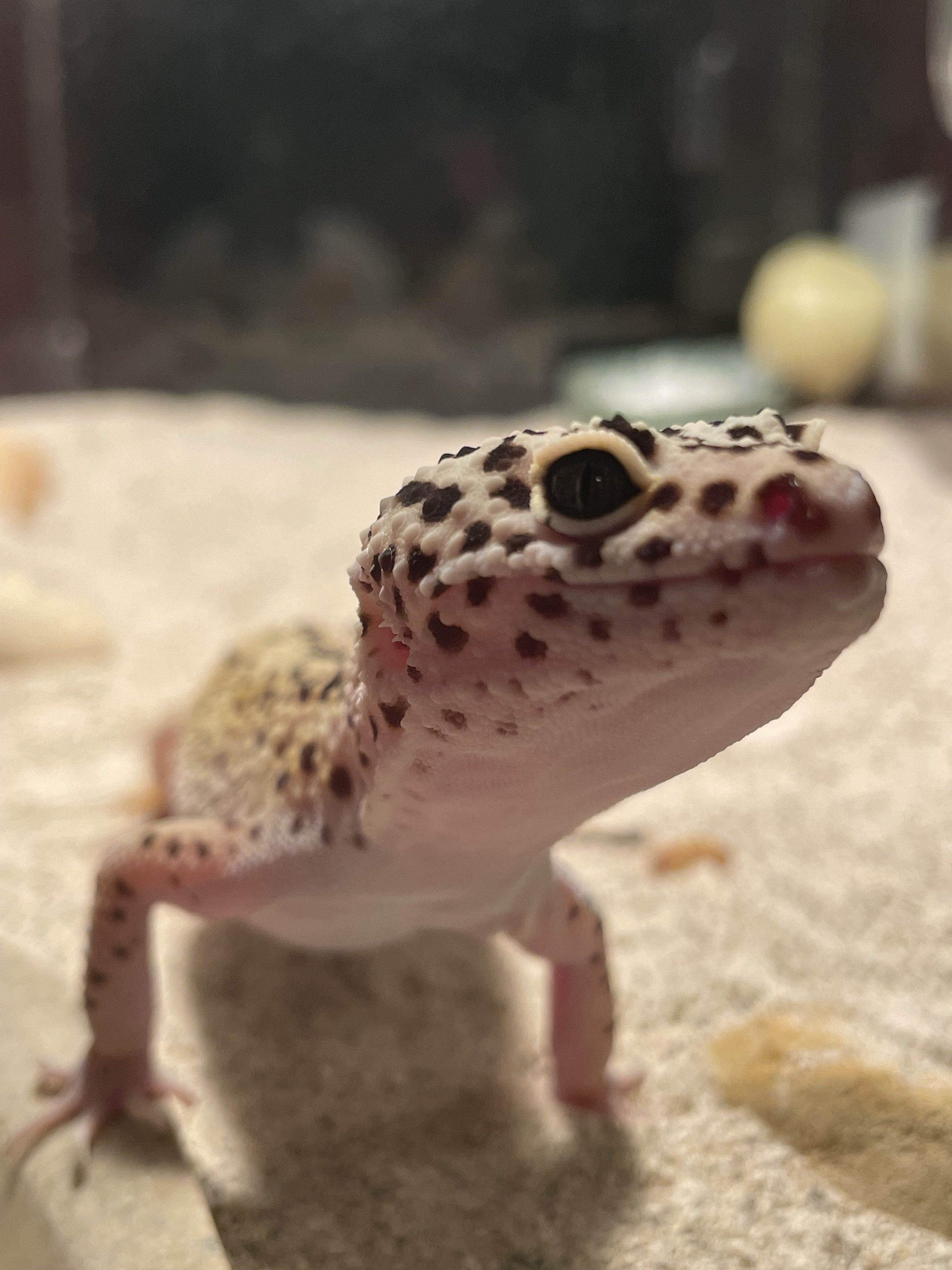 Nacho (Male Leopard Gecko)