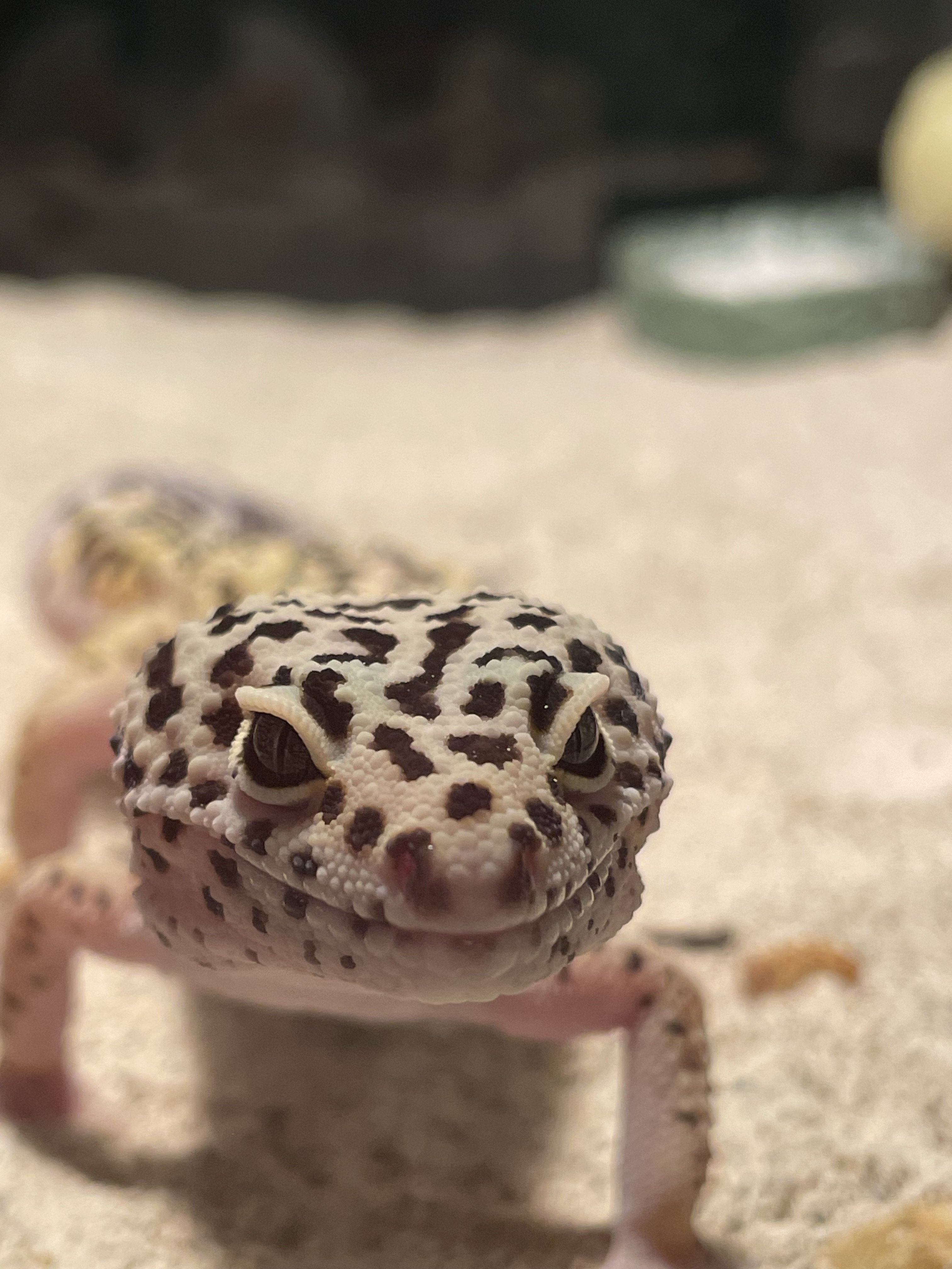 Nacho (Male Leopard Gecko)