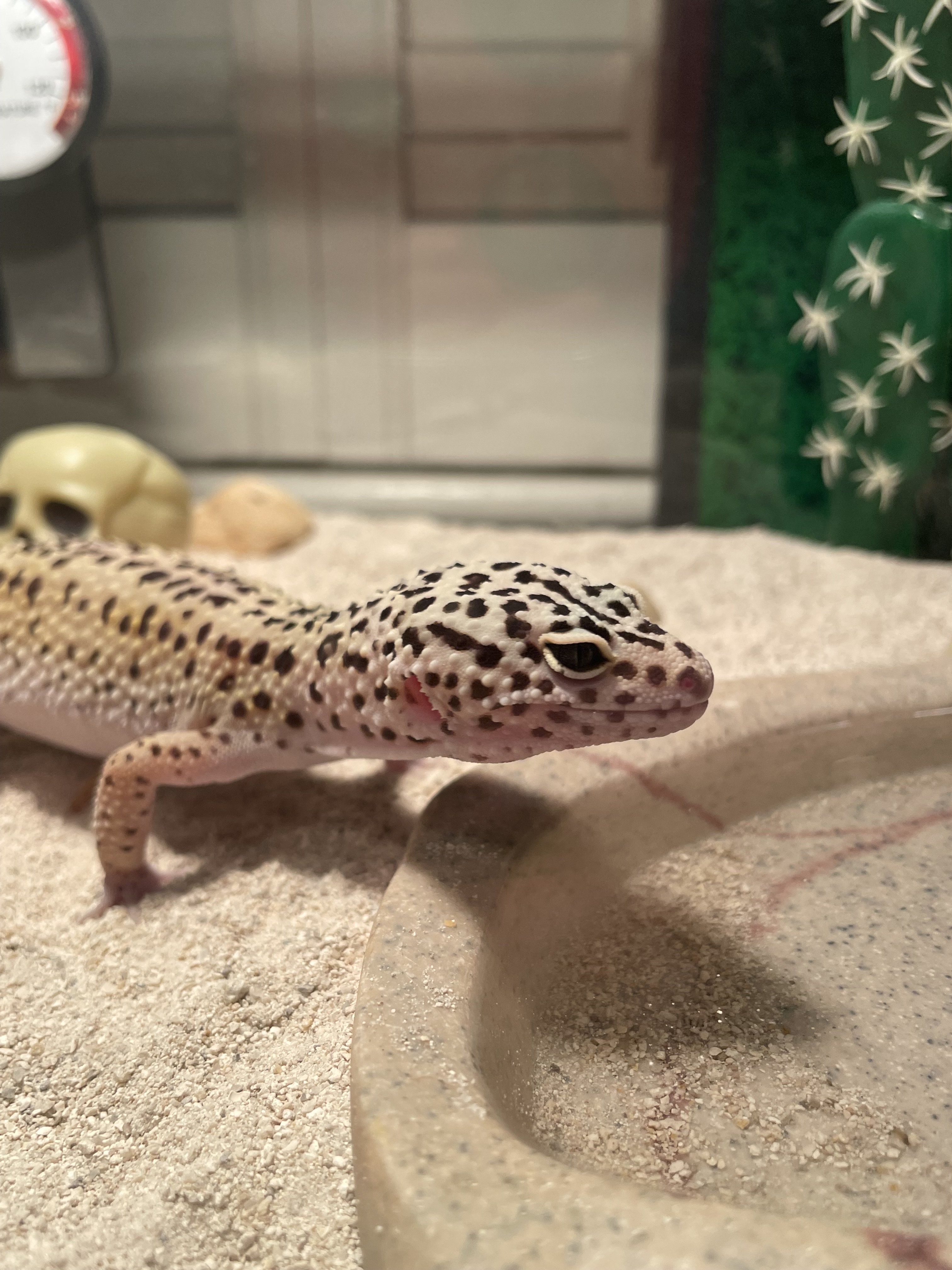 Nacho (Male Leopard Gecko)