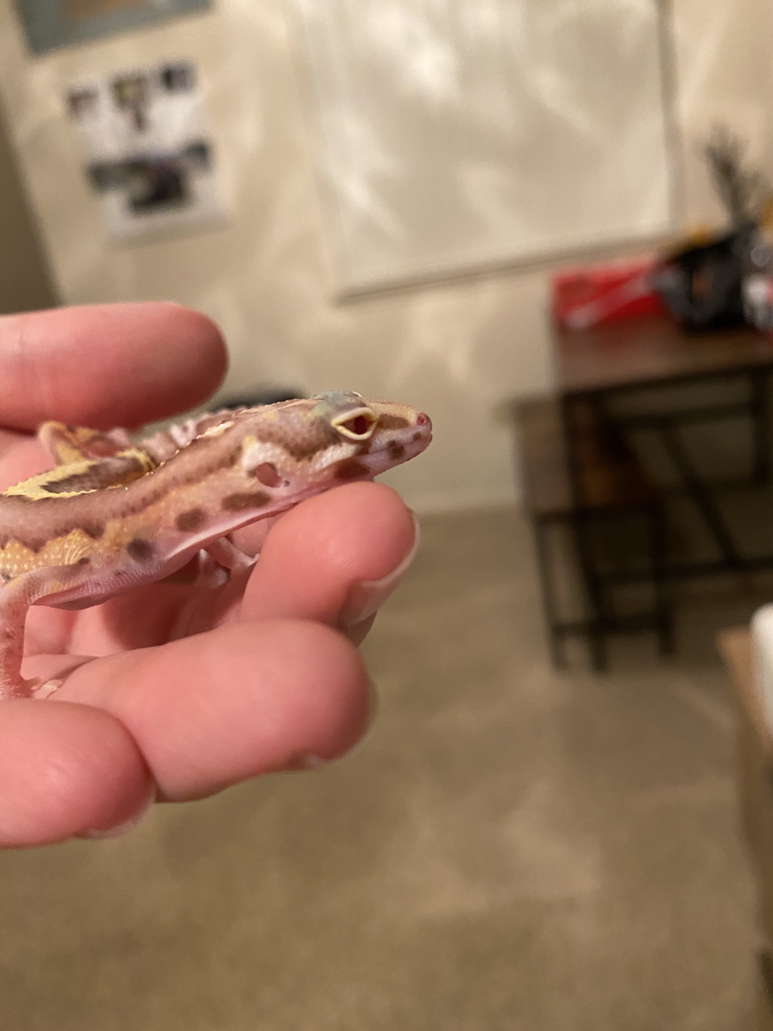 Noodle (blind albino leopard gecko)