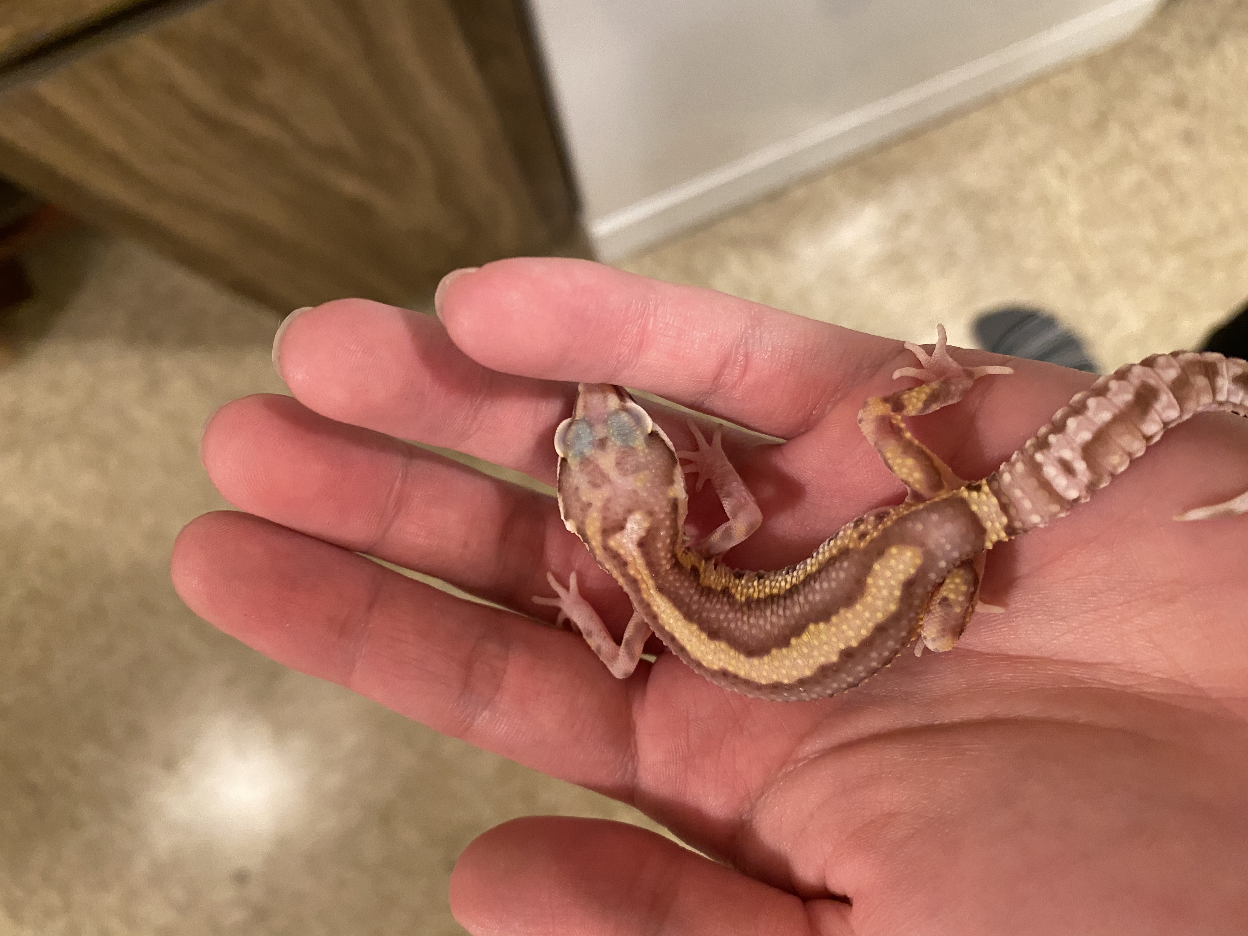 Noodle (blind albino leopard gecko)